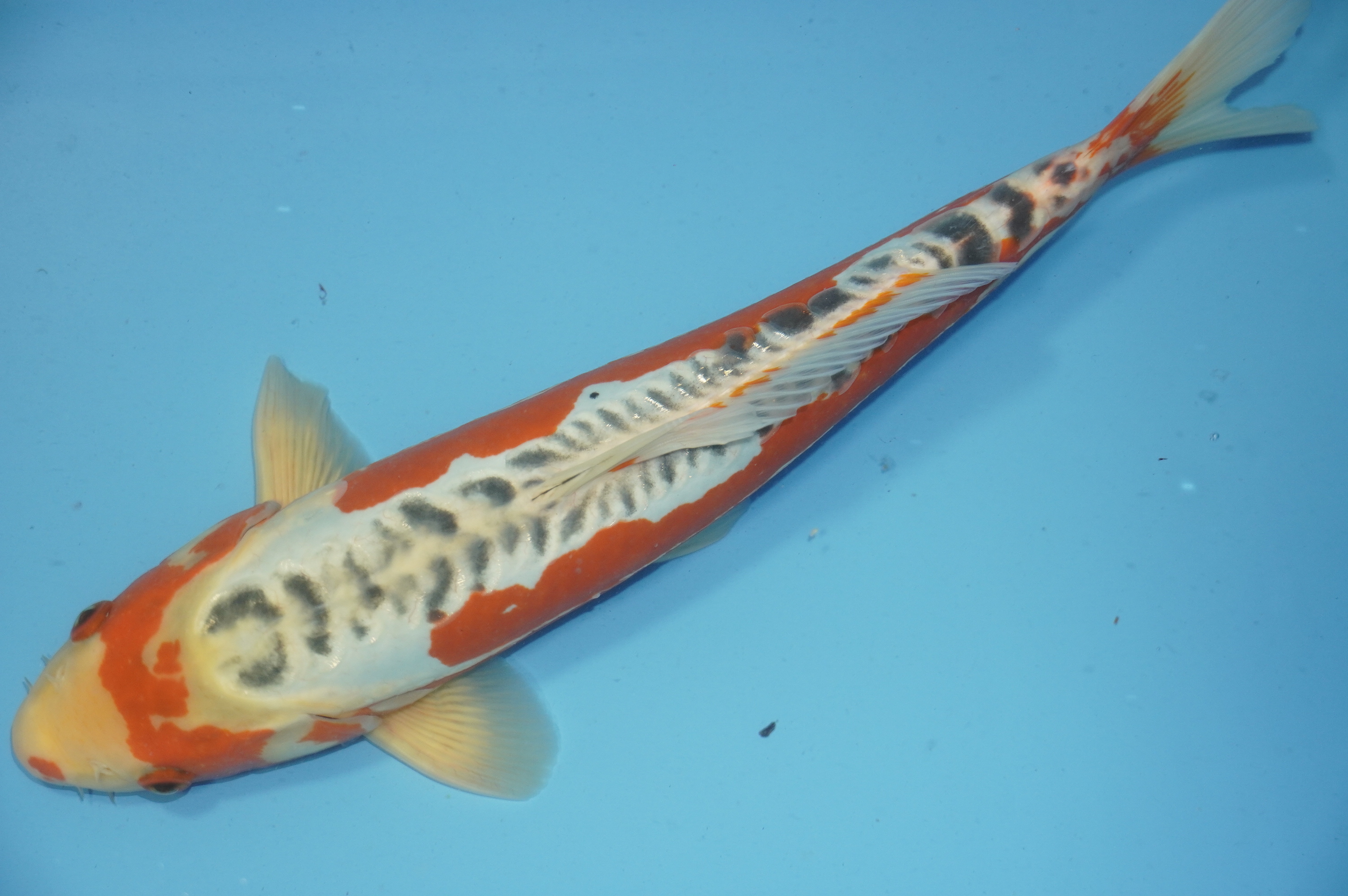 Bild von Koi mit der Nummer 10012