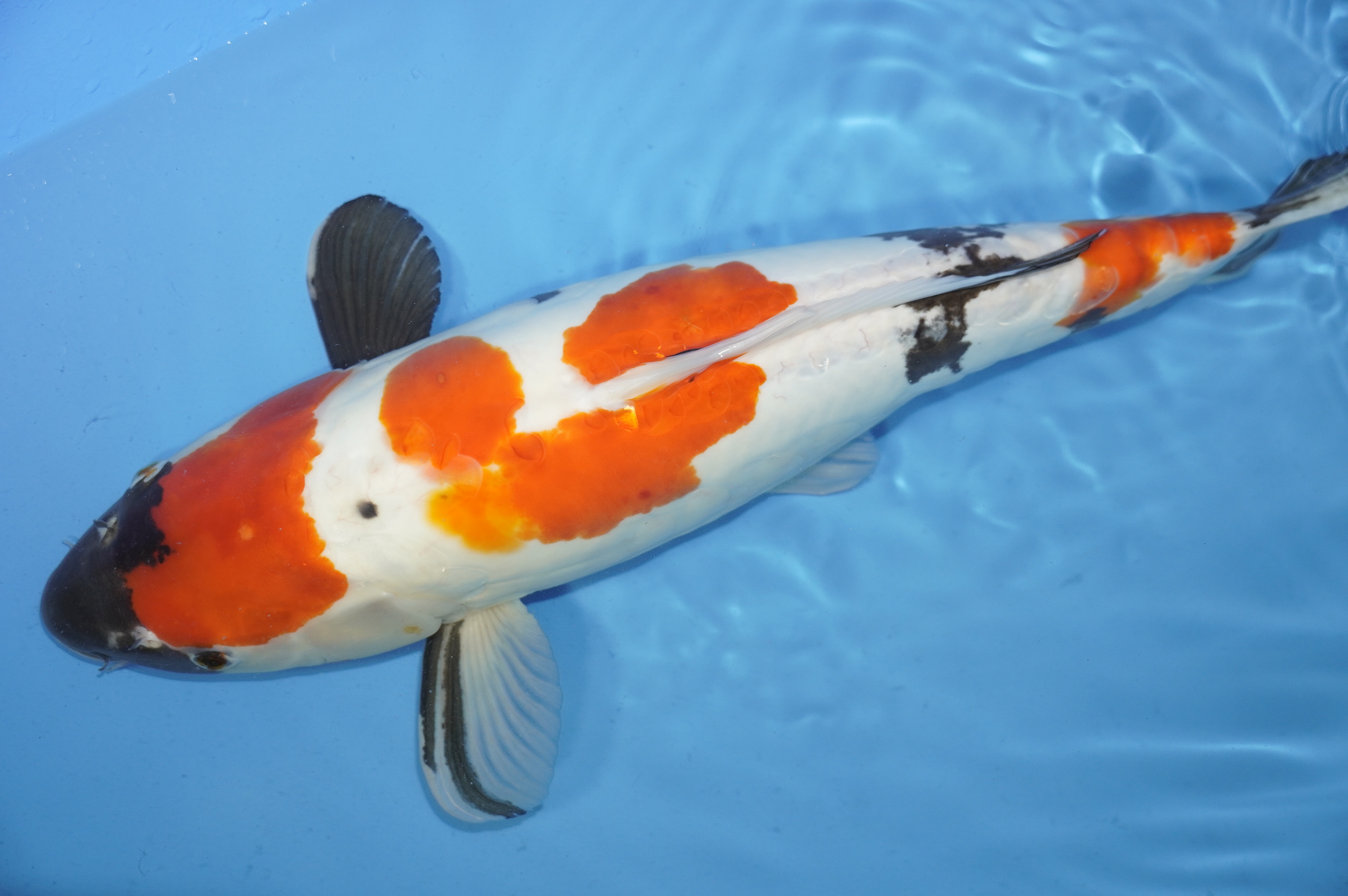Bild von Koi mit der Nummer 7918
