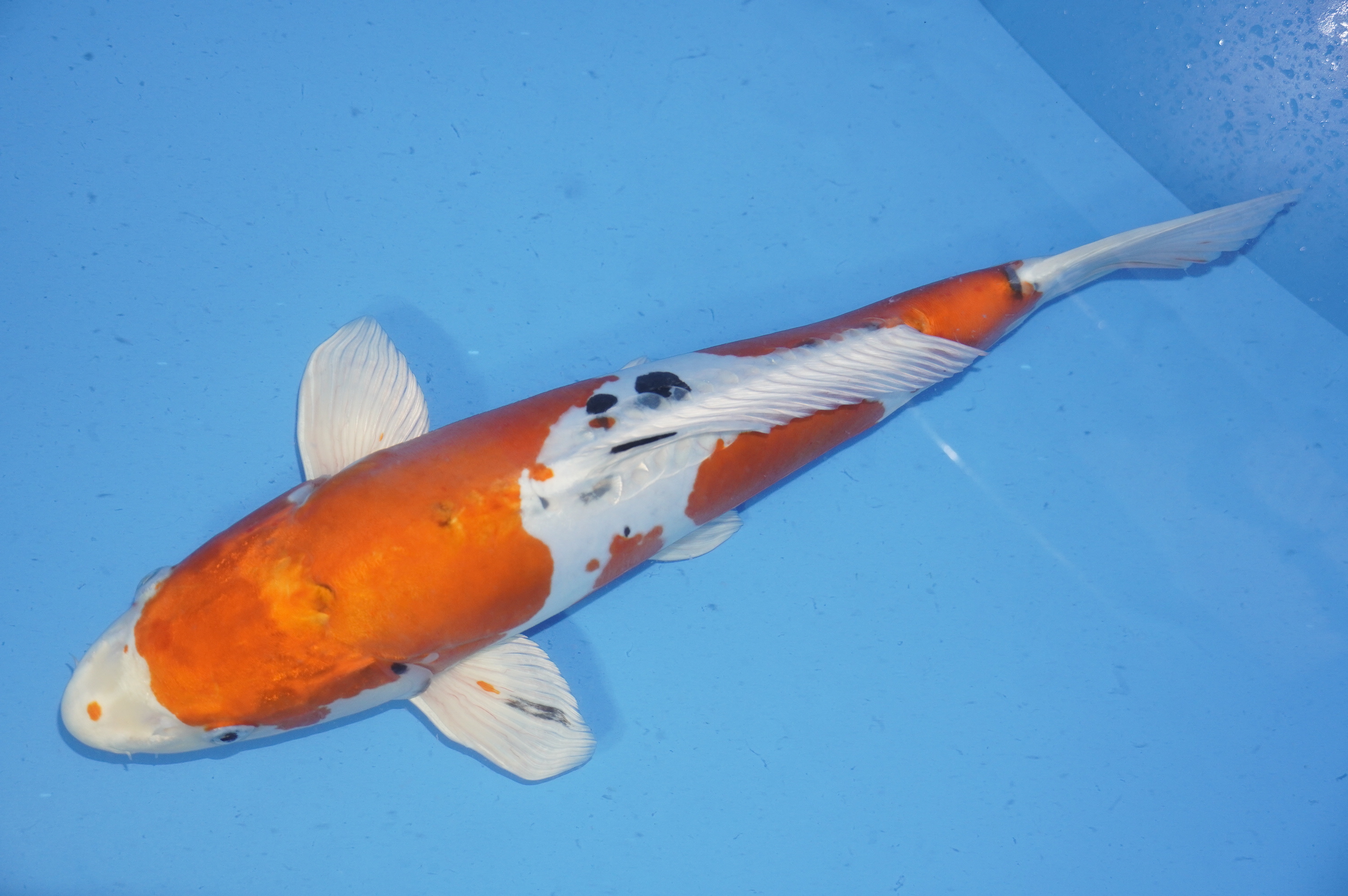 Bild von Koi mit der Nummer 9407