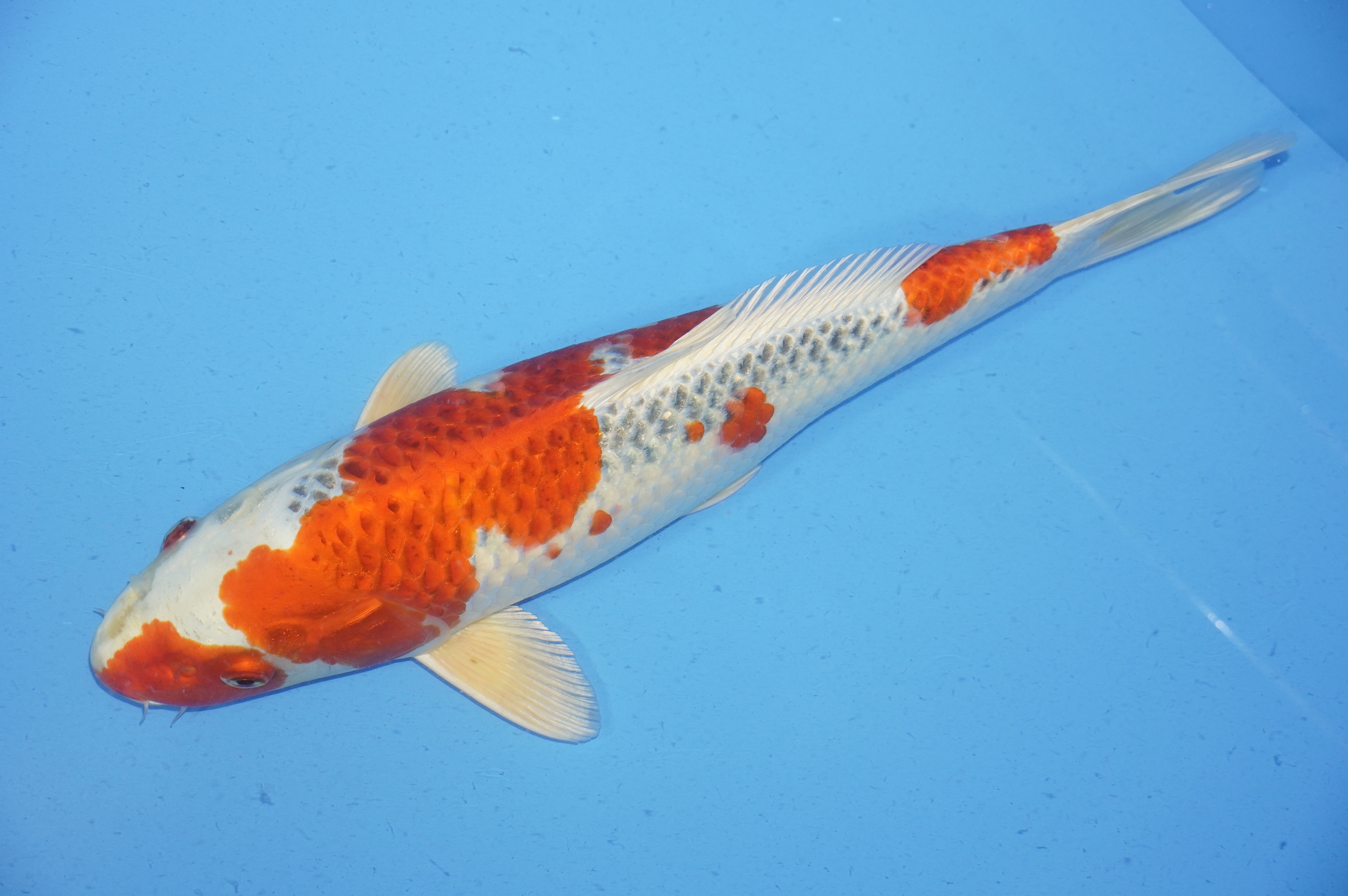 Bild von Koi mit der Nummer 9620