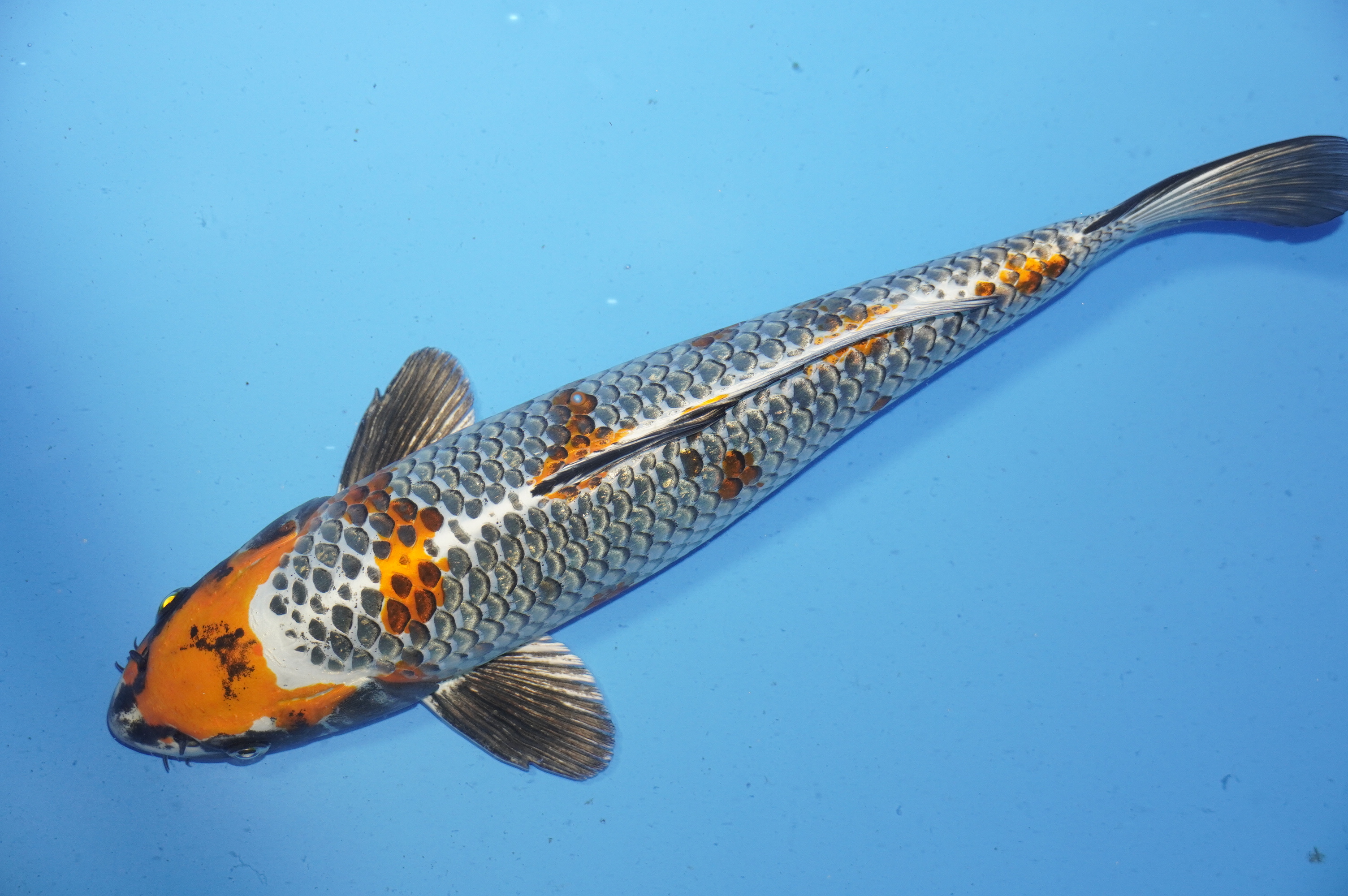 Bild von Koi mit der Nummer 9678