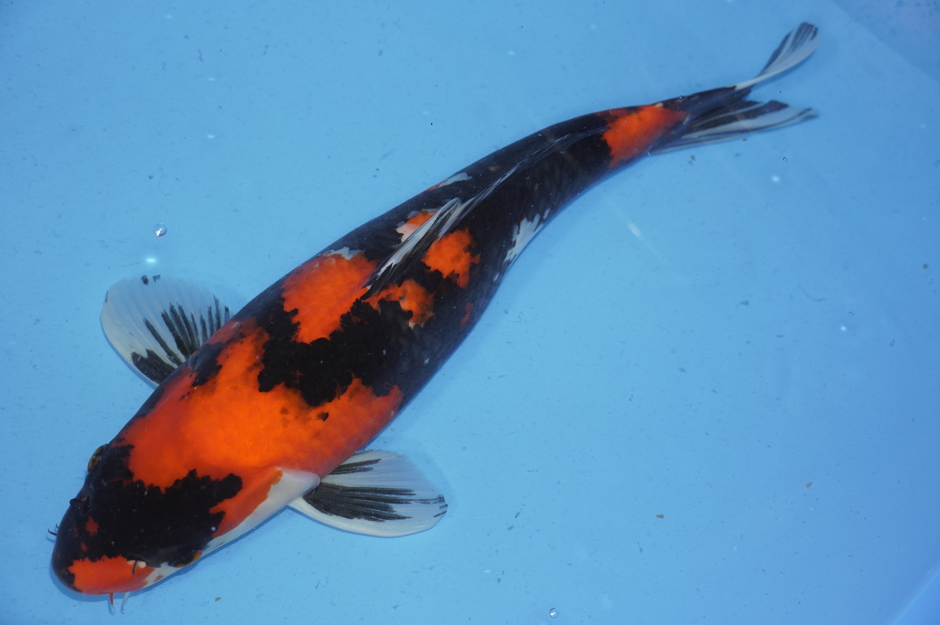 Bild von Koi mit der Nummer 9762