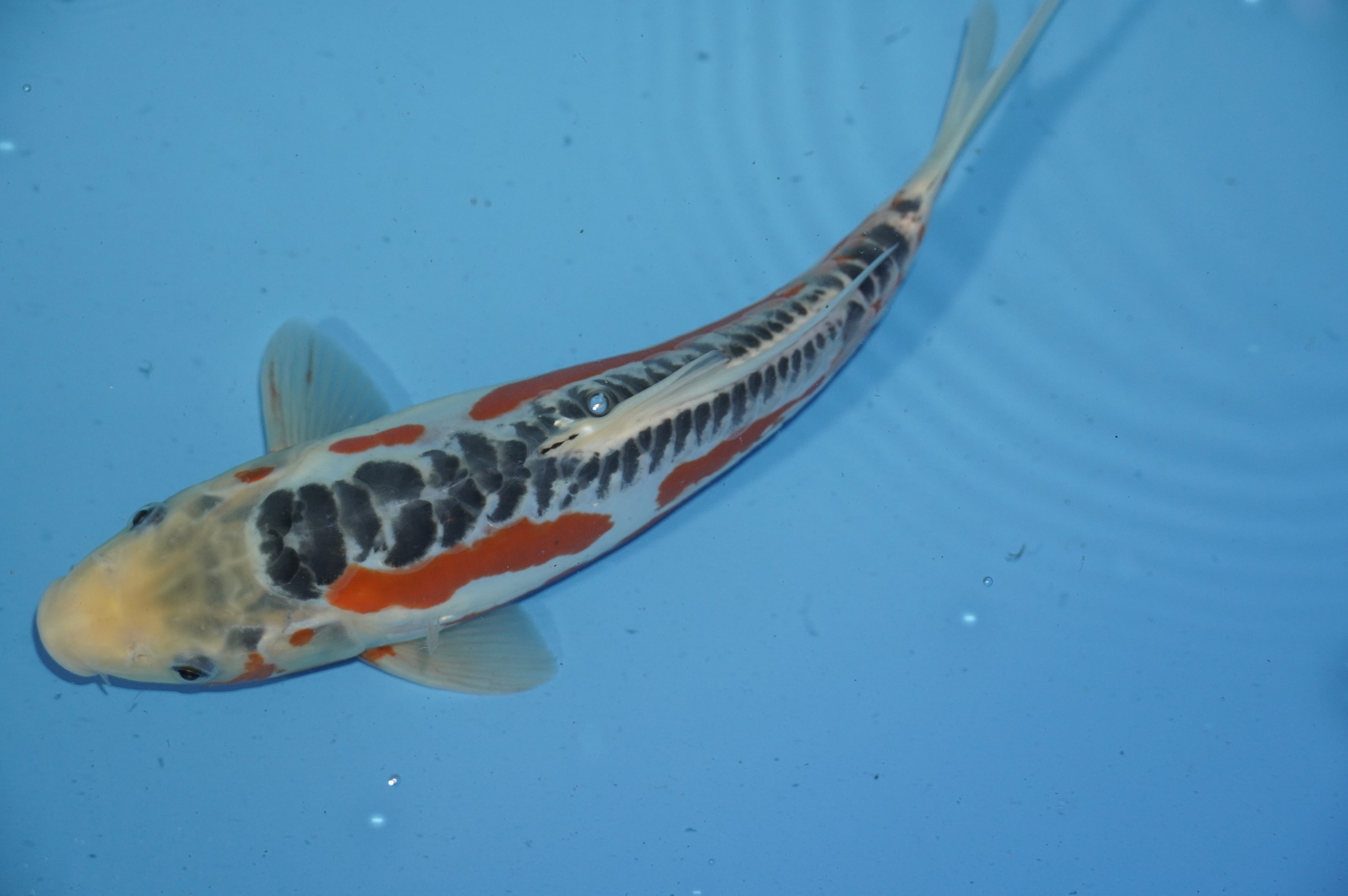 Bild von Koi mit der Nummer 9775