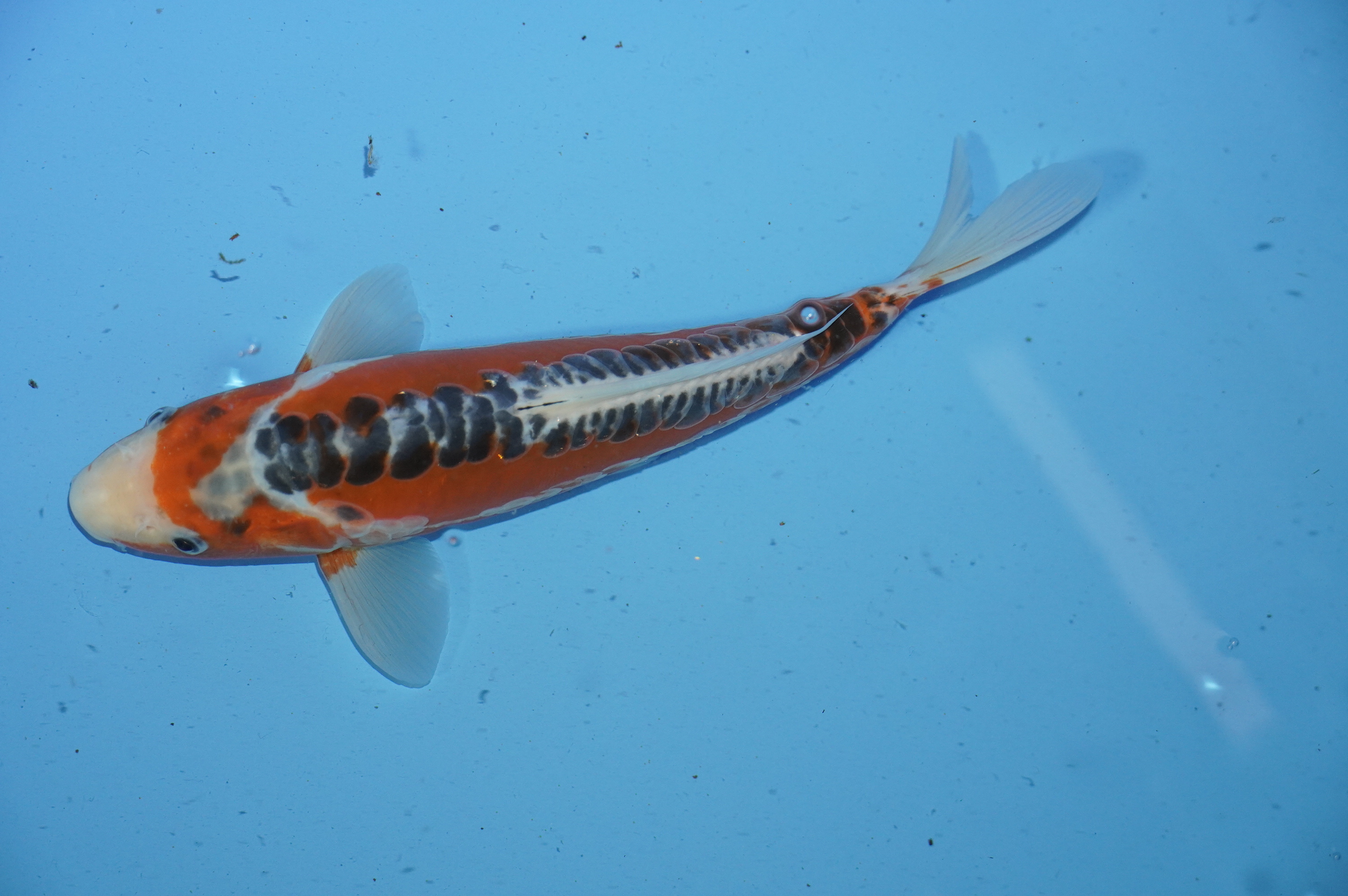 Bild von Koi mit der Nummer 9777