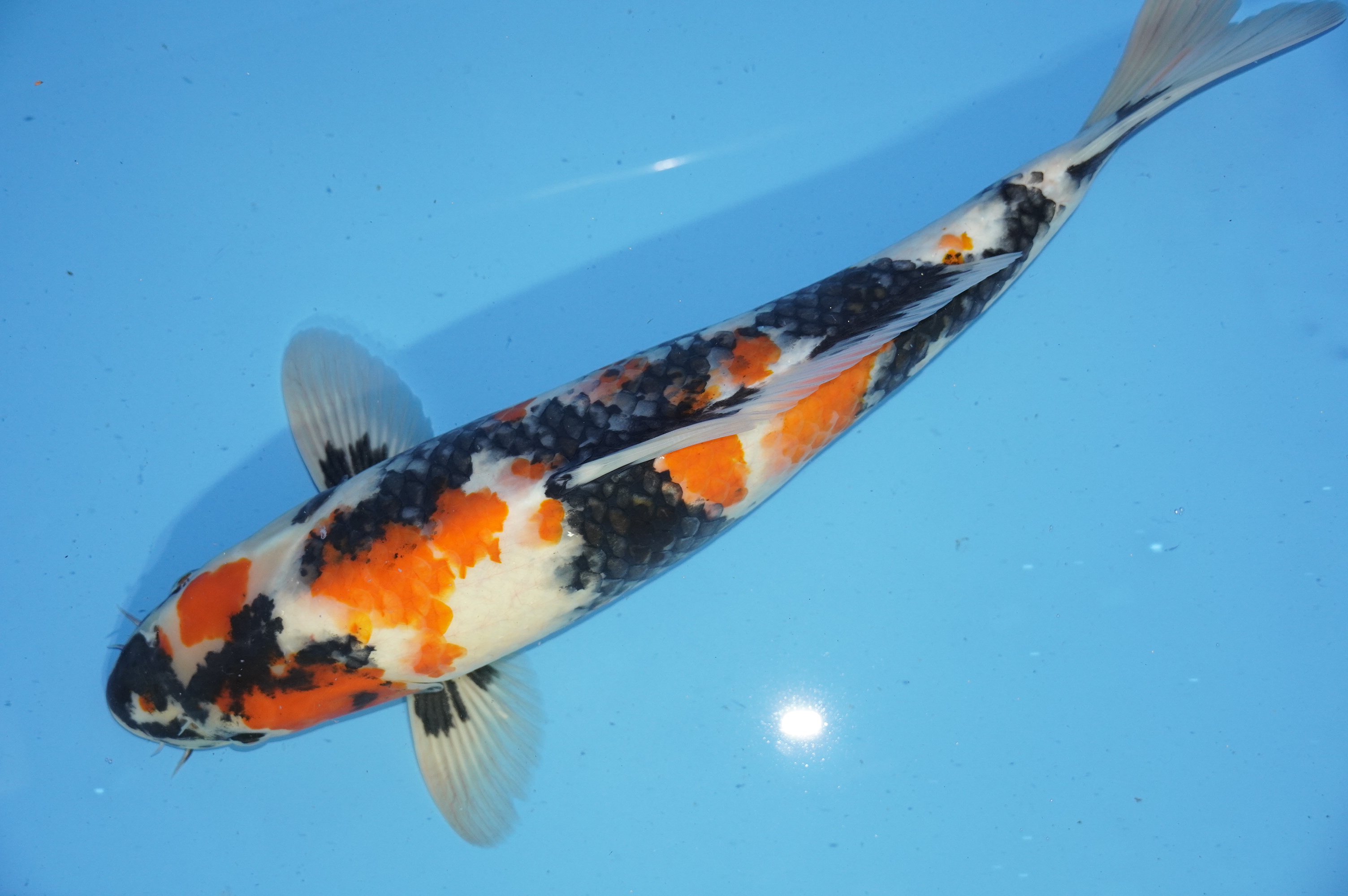Bild von Koi mit der Nummer 9873