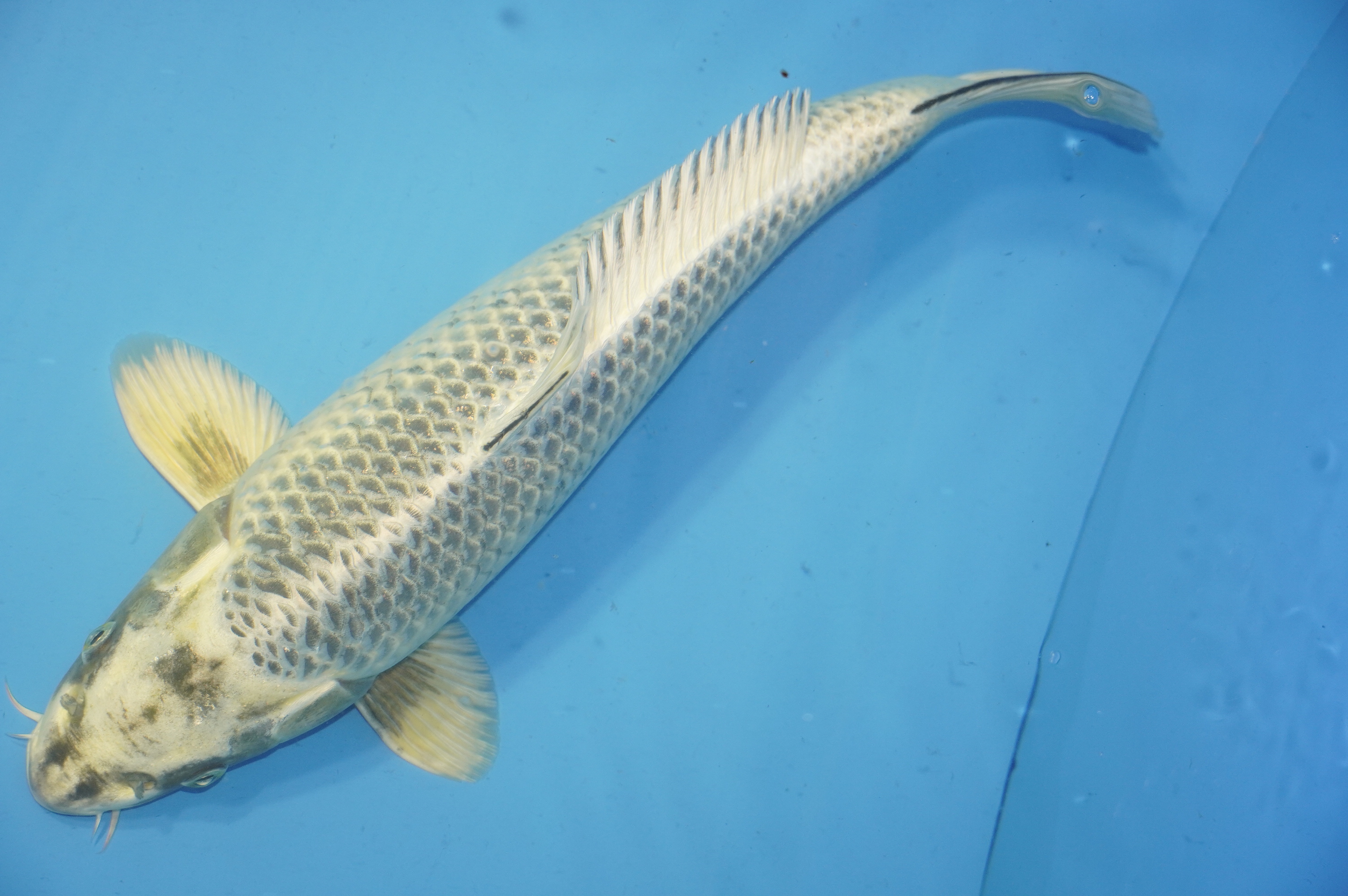 Bild von Koi mit der Nummer 9940
