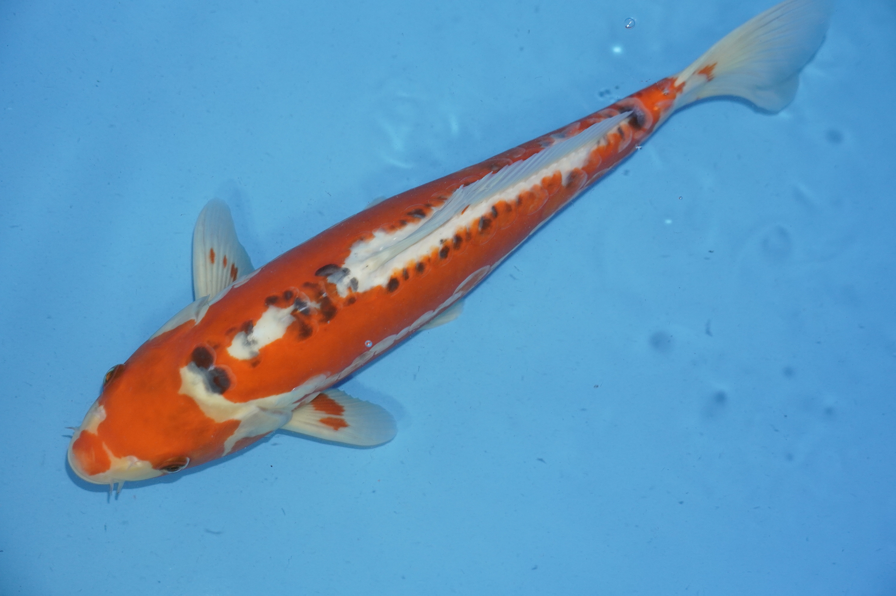 Bild von Koi mit der Nummer 9984