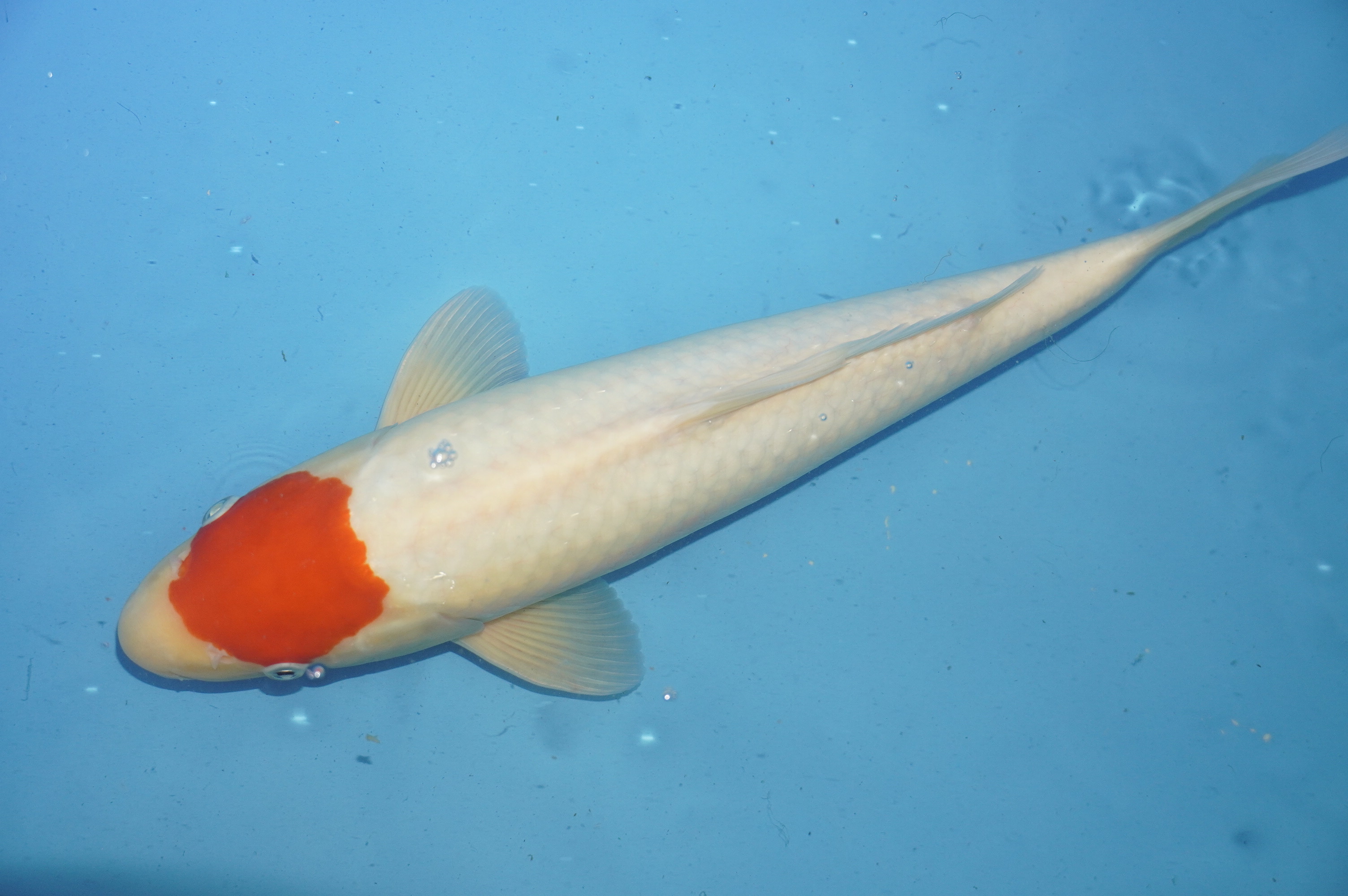 Tancho (37cm) von der Mano Koi Farm (Japan) IdentNr.: 10165