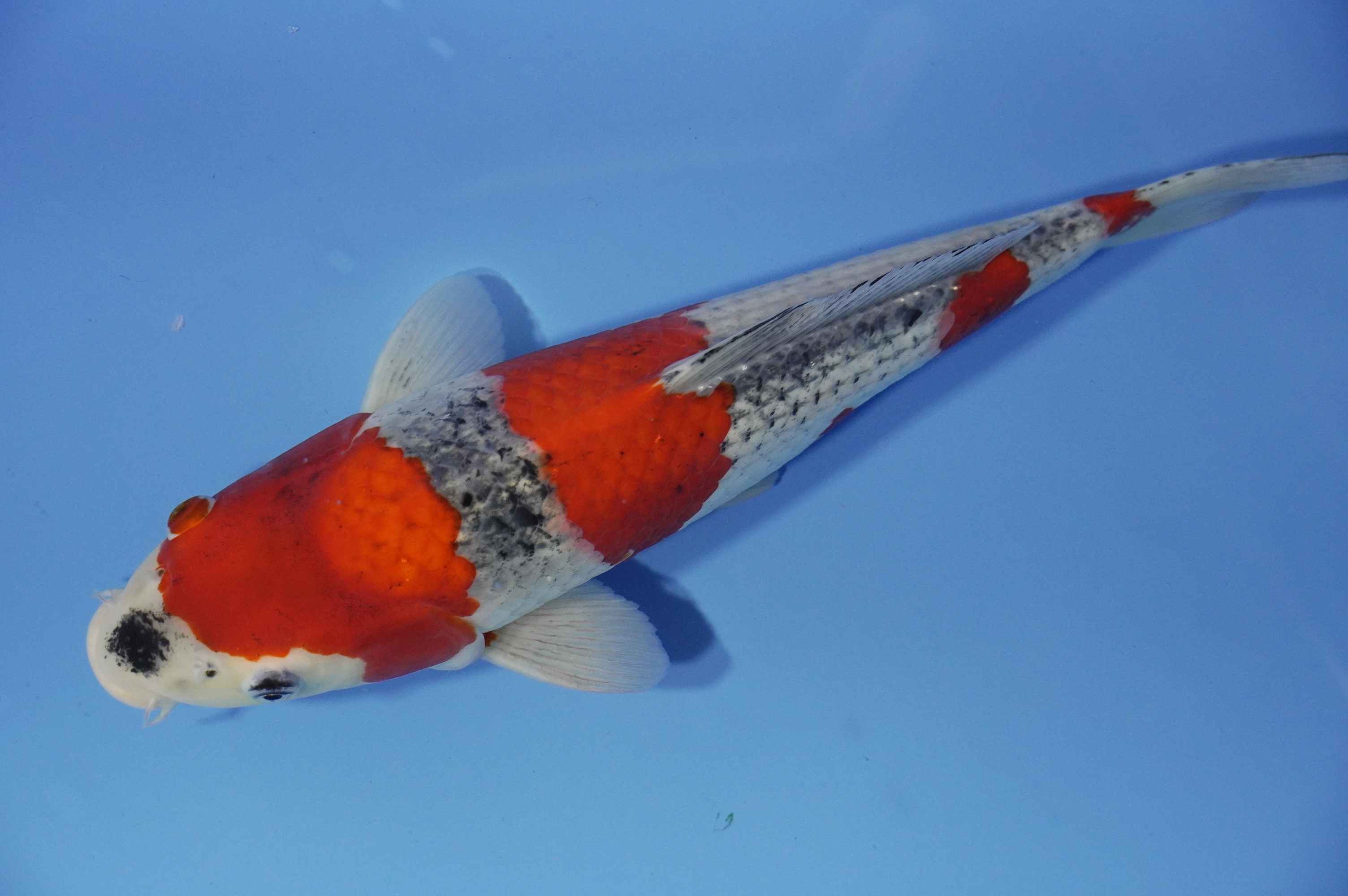 Goshiki (38cm) von der Oofuchi Koi Farm (Japan) IdentNr.: 9447