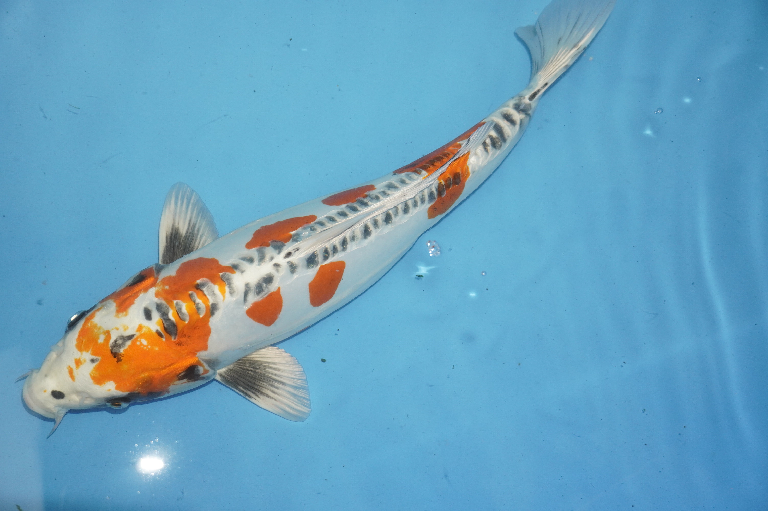 Doitsu Kujaku (37cm) von der Igarashi Koi Farm (Japan) IdentNr.: 10138