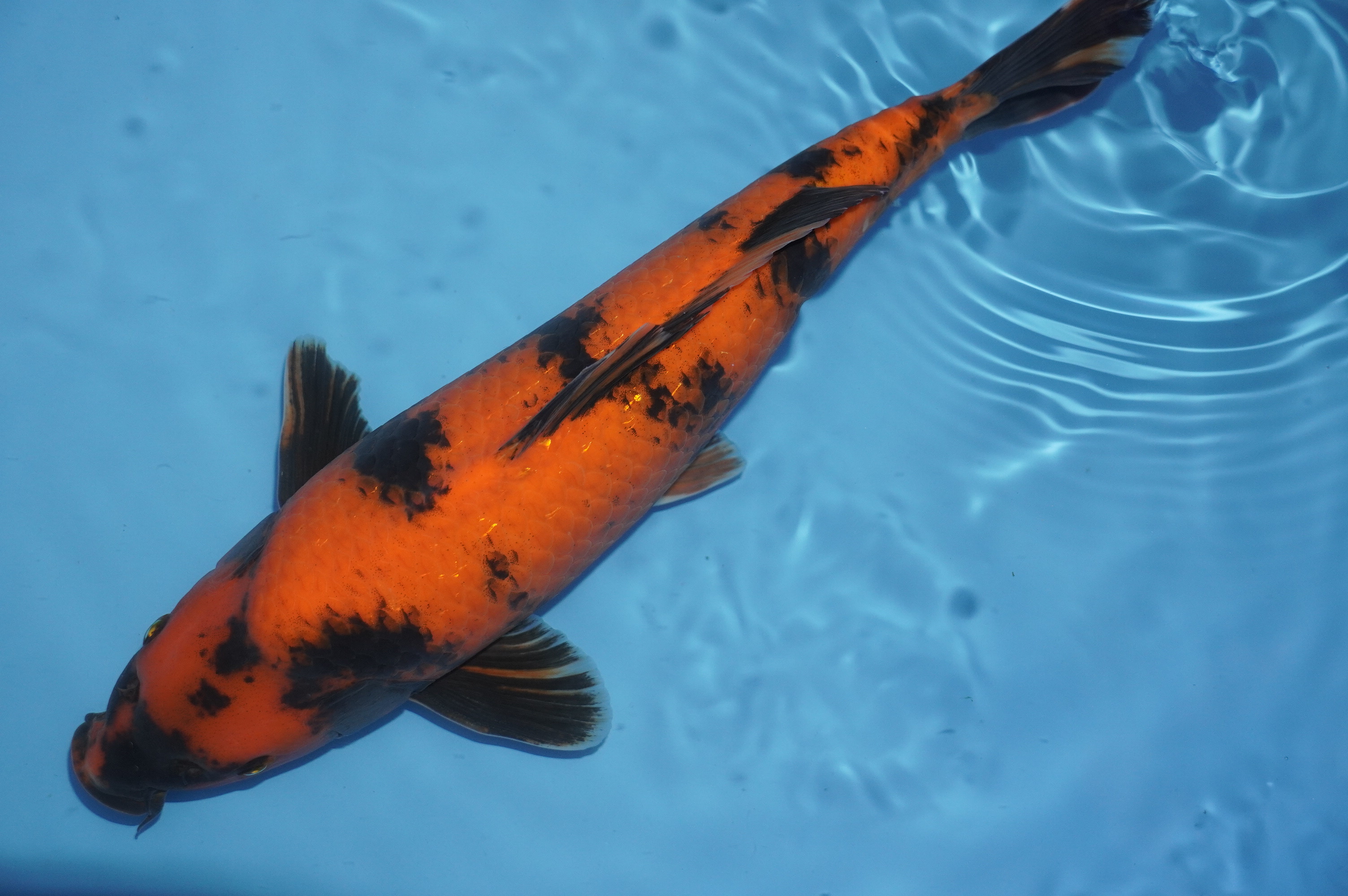 Hi Utsuri (38cm) von der Kanno Koifarm (Japan) IdentNr.: 10172