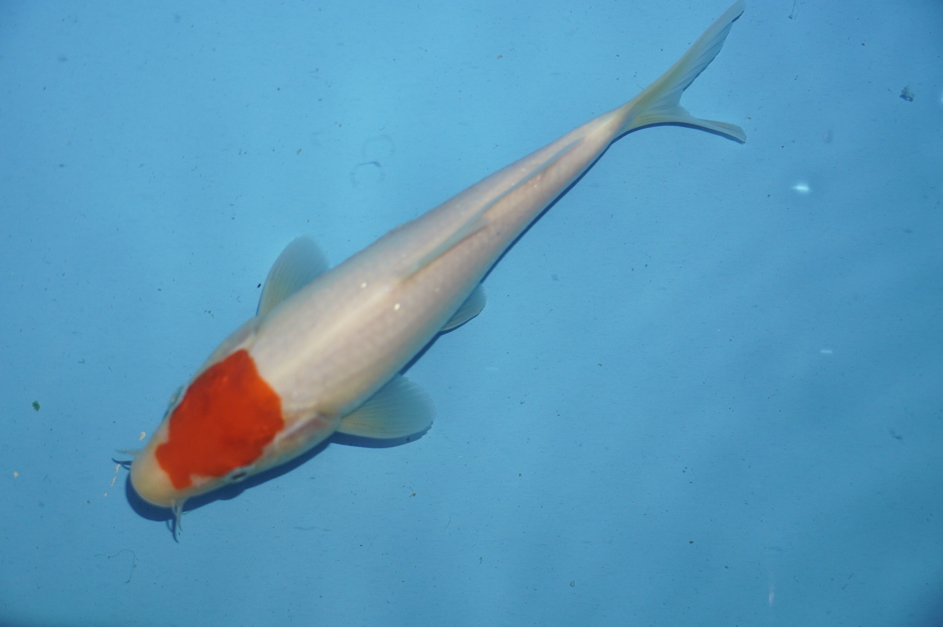 Tancho (20cm) von der Miyako Koifarm (Japan) IdentNr.: 10105