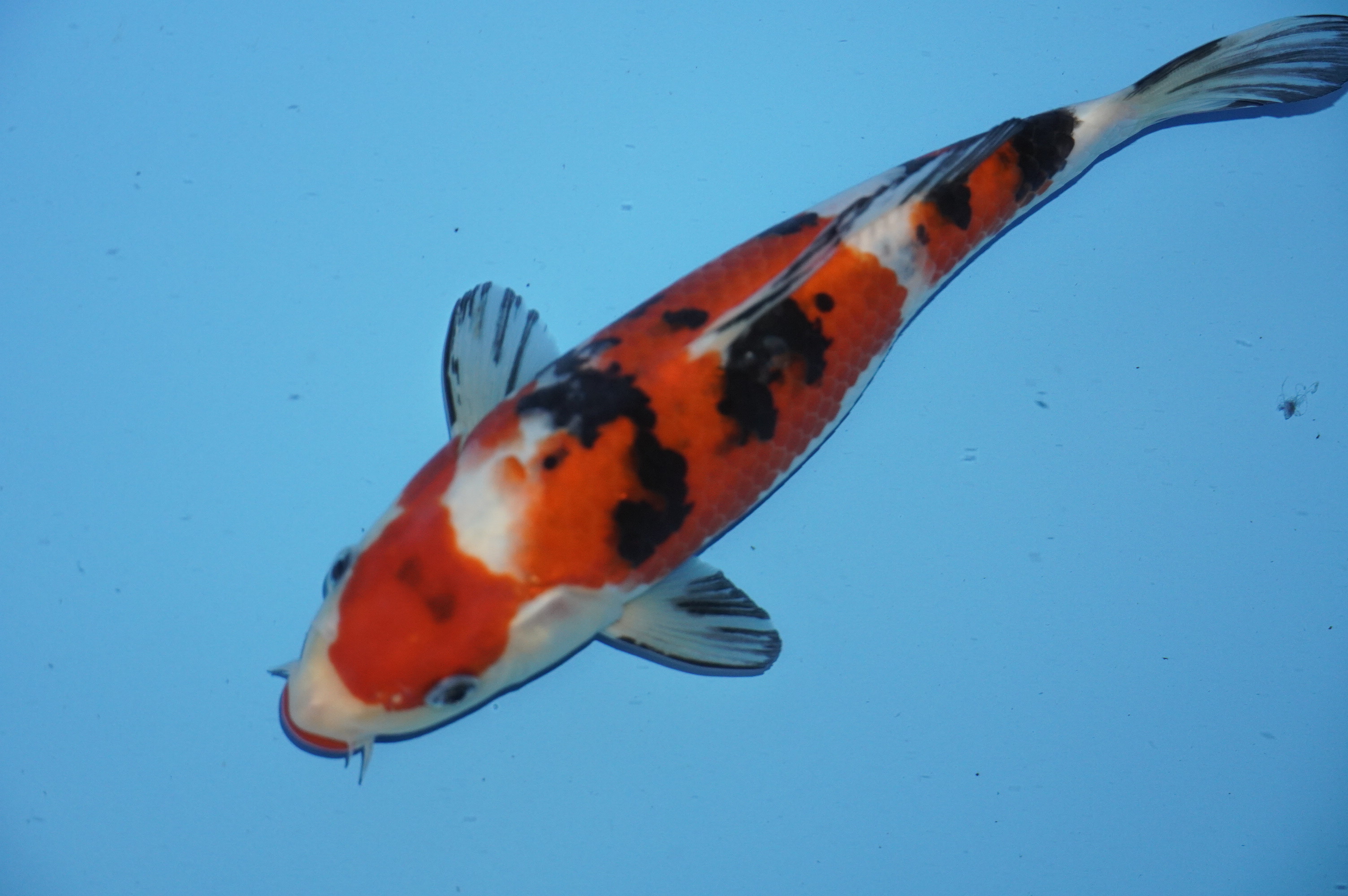 Sanke (23cm) von der Miyako Koifarm (Japan) IdentNr.: 9819