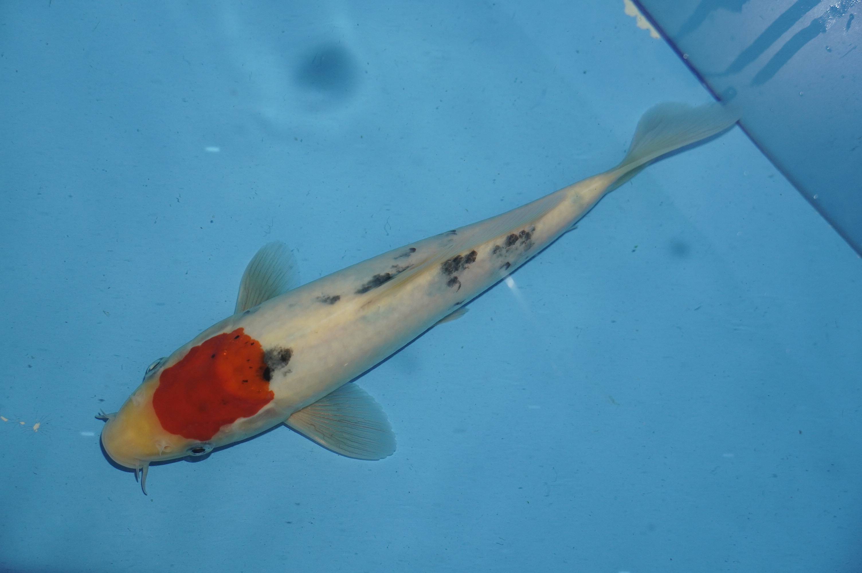 Tancho Sanke (24cm) von der Miyako Koifarm (Japan) IdentNr.: 10091