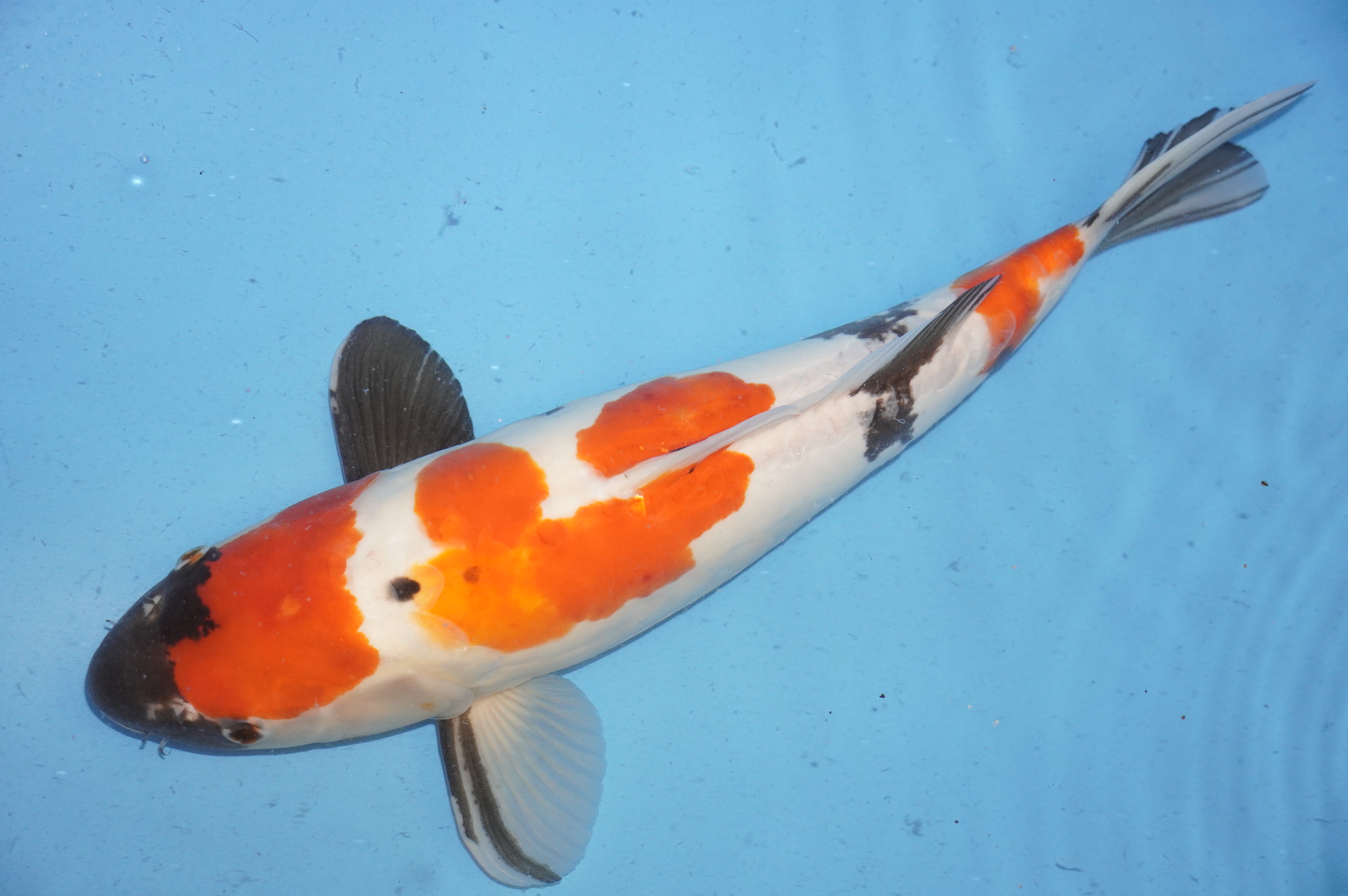 Doitsu Kindai Showa (46cm) von der Koda Koifarm (Japan) IdentNr.: 7918