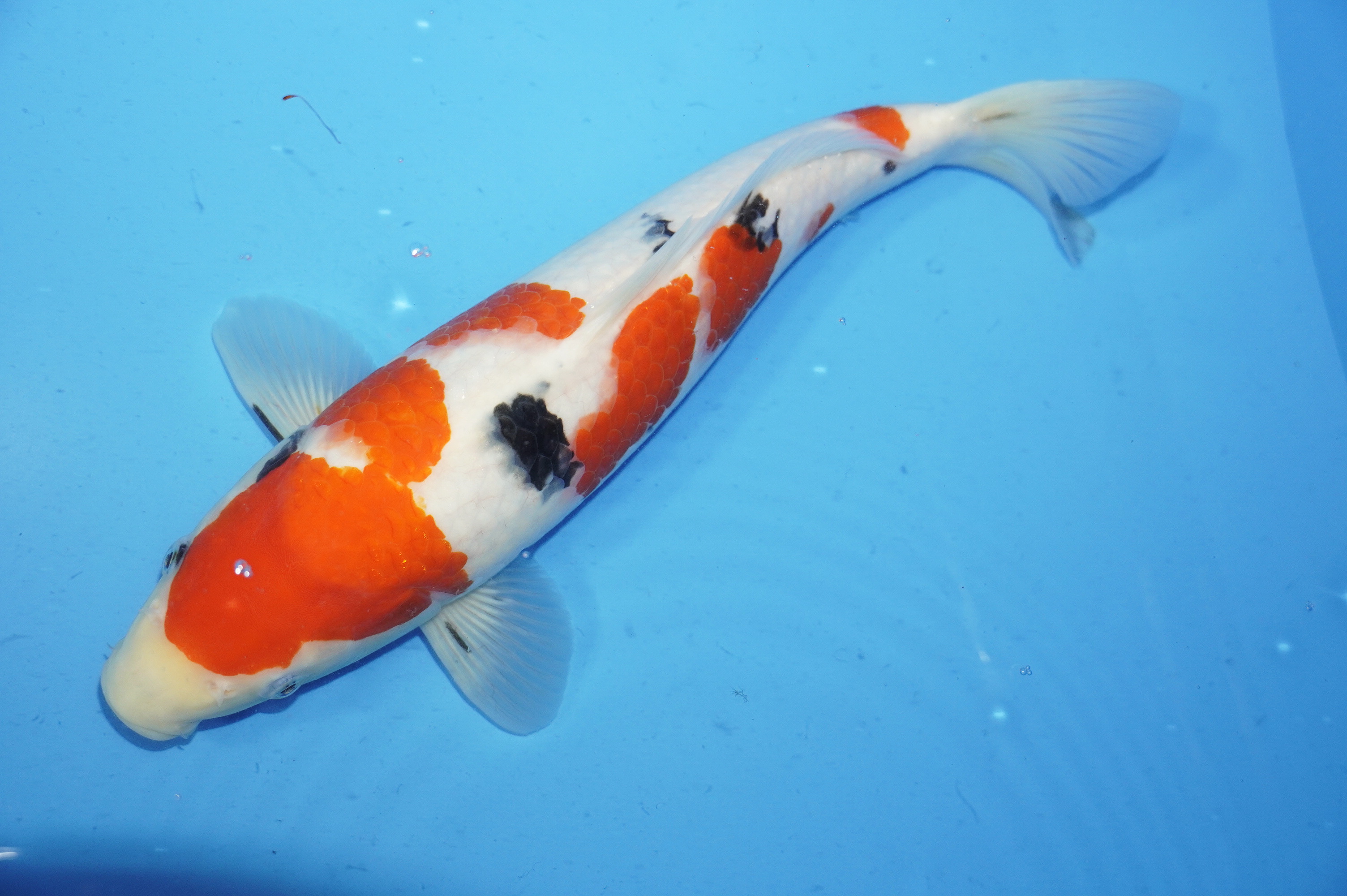 Sanke (40cm) von der Yoshino Koi Farm (Japan) IdentNr.: 9518
