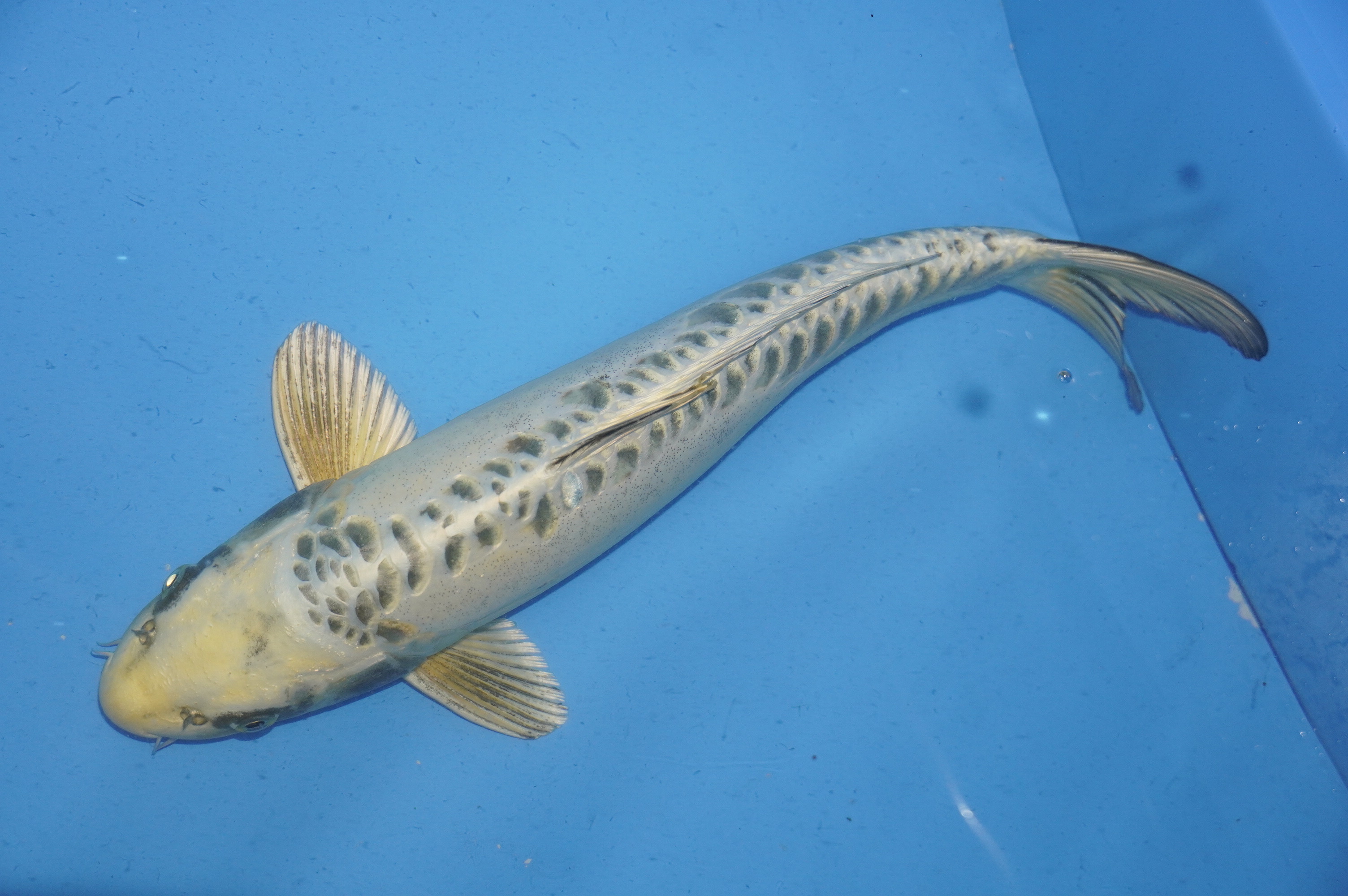 Doitsu Ki Matsuba (40cm) von der Ozumi Ikarashi Koi Farm (Japan) IdentNr.: 9950