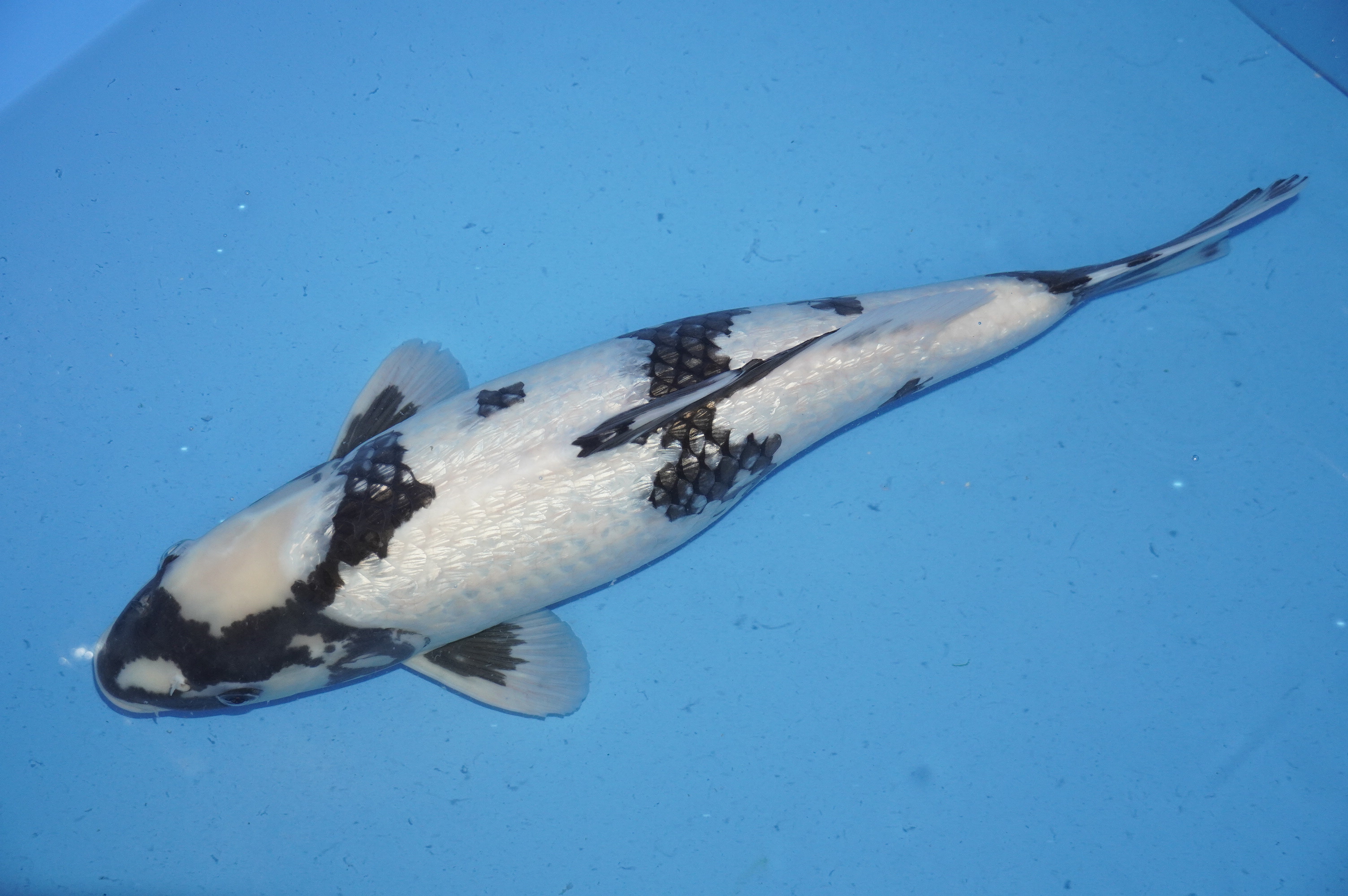 Gin Rin Shiro Utsuri (49cm) von der Miyako Koifarm (Japan) IdentNr.: 9872