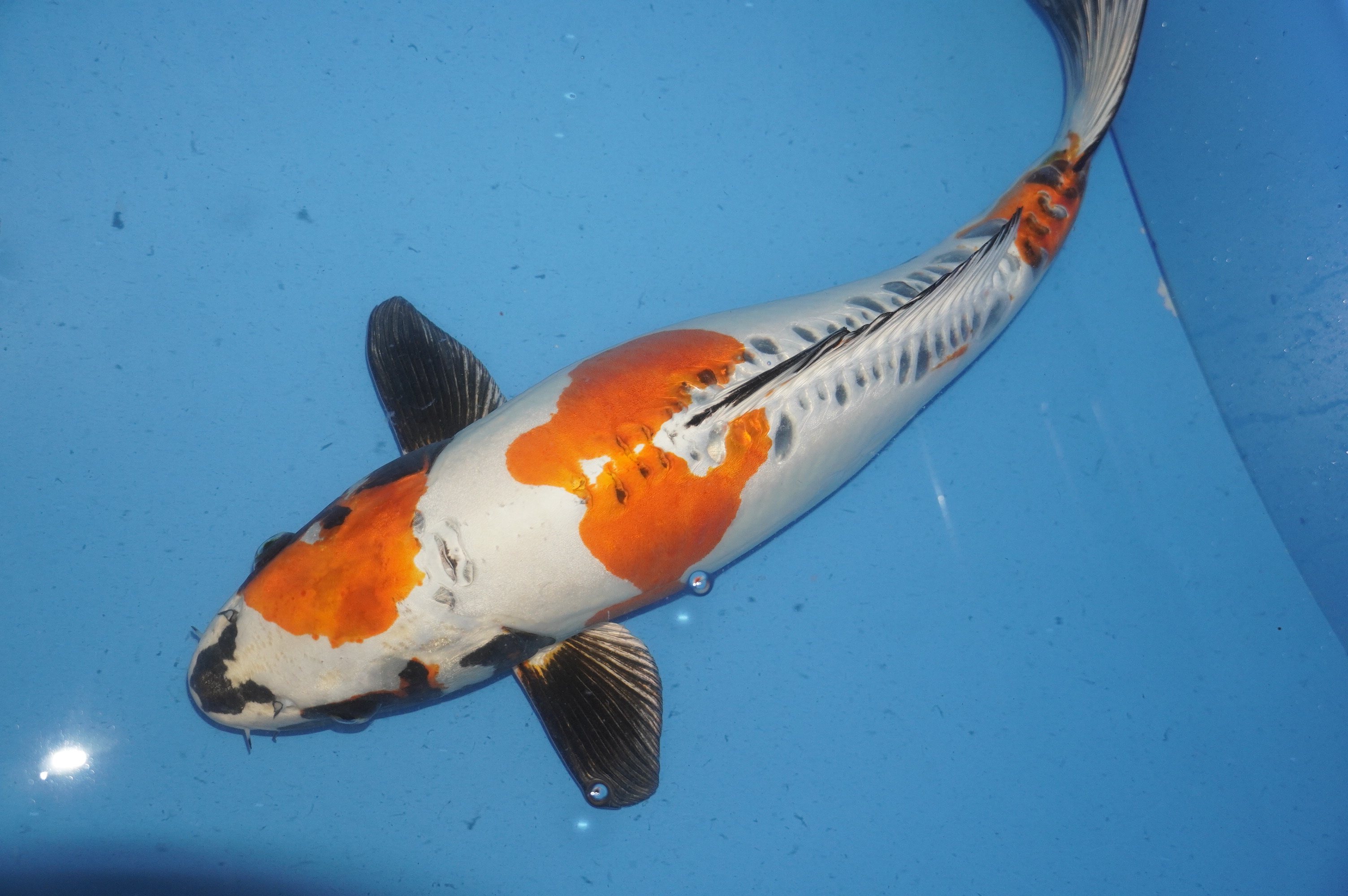 Beni Kikukuryo (51cm) von der Iwashita Koi Farm (Japan) IdentNr.: 8451