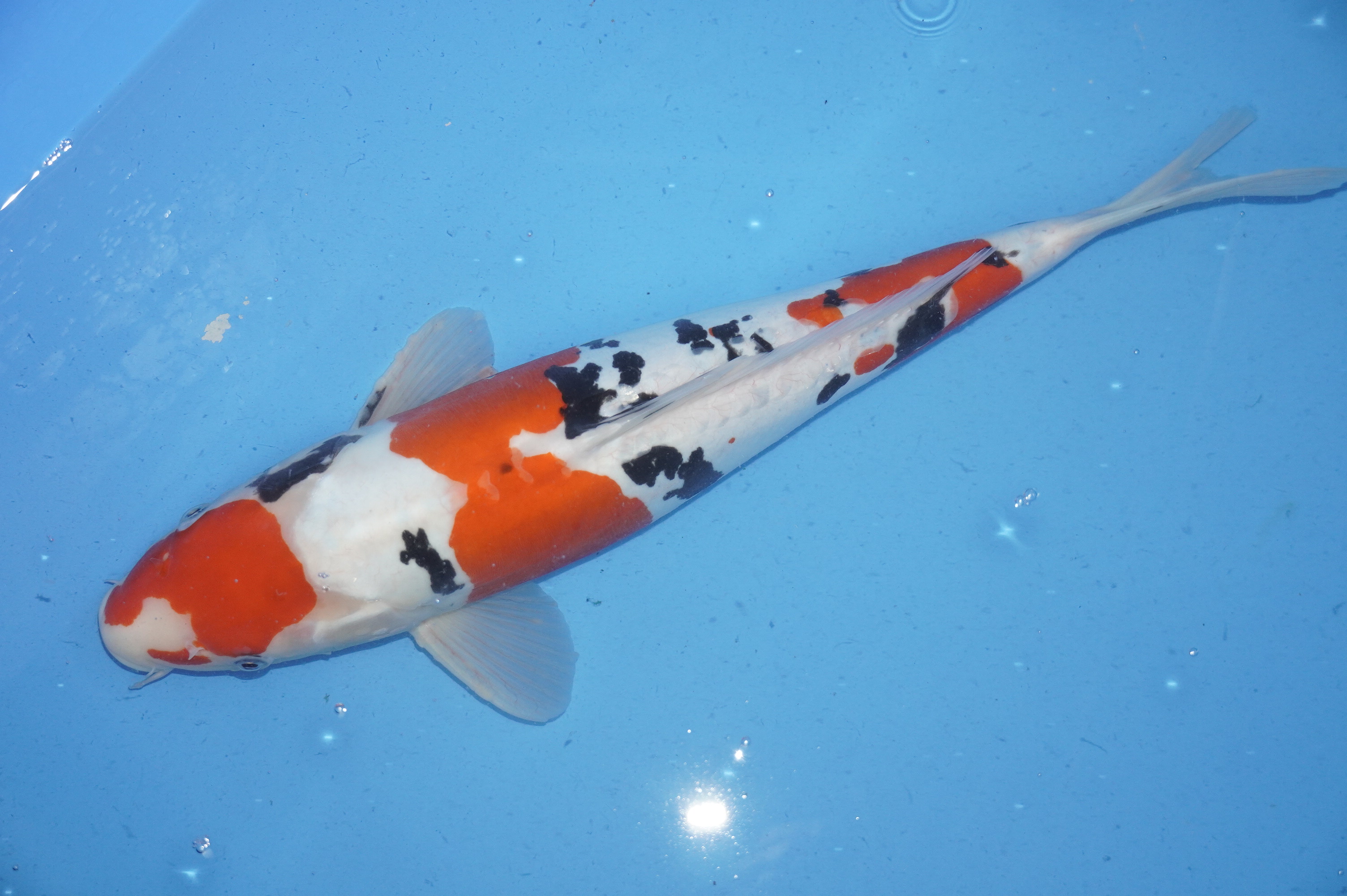 Doitsu Sanke (45cm) von der Maruhide Koi Farm (Japan) IdentNr.: 9919