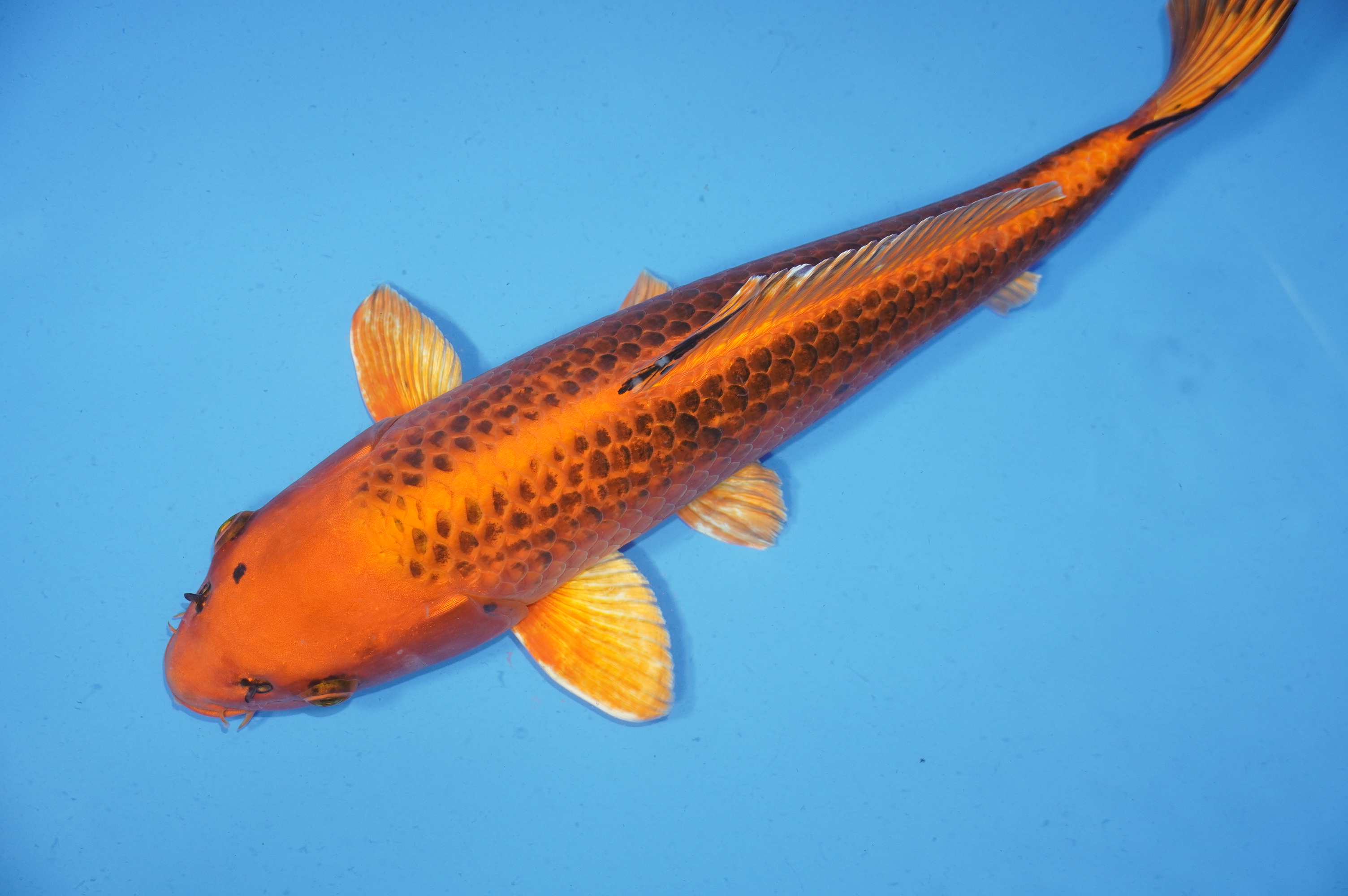 Kin Matsuba (44cm) von der Mano Koi Farm (Japan) IdentNr.: 9717