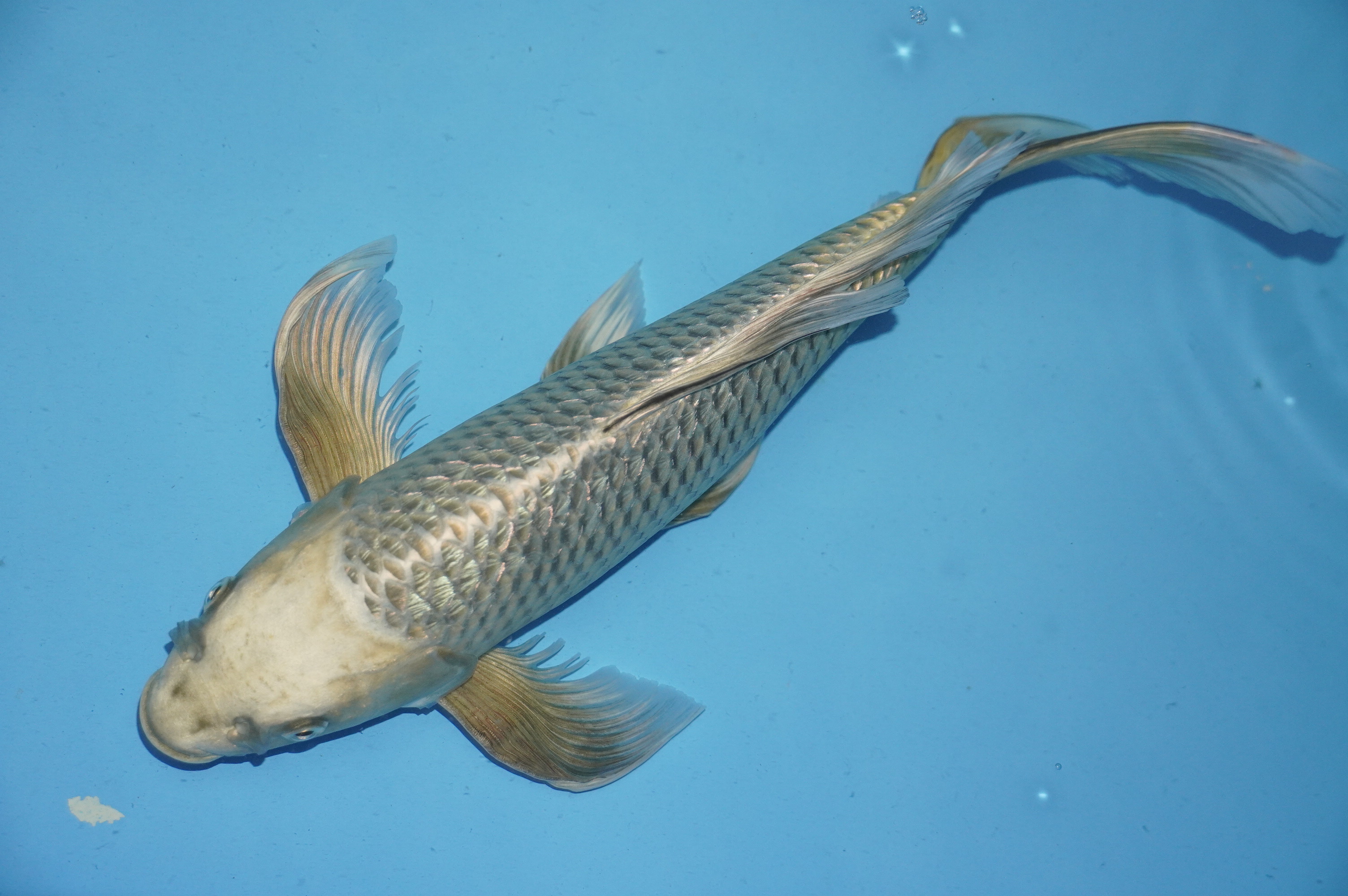 Butterfly Gin Rin Ginga (39cm) von der Yamasan Koi Farm (Yamazaki) (Japan) IdentNr.: 10254