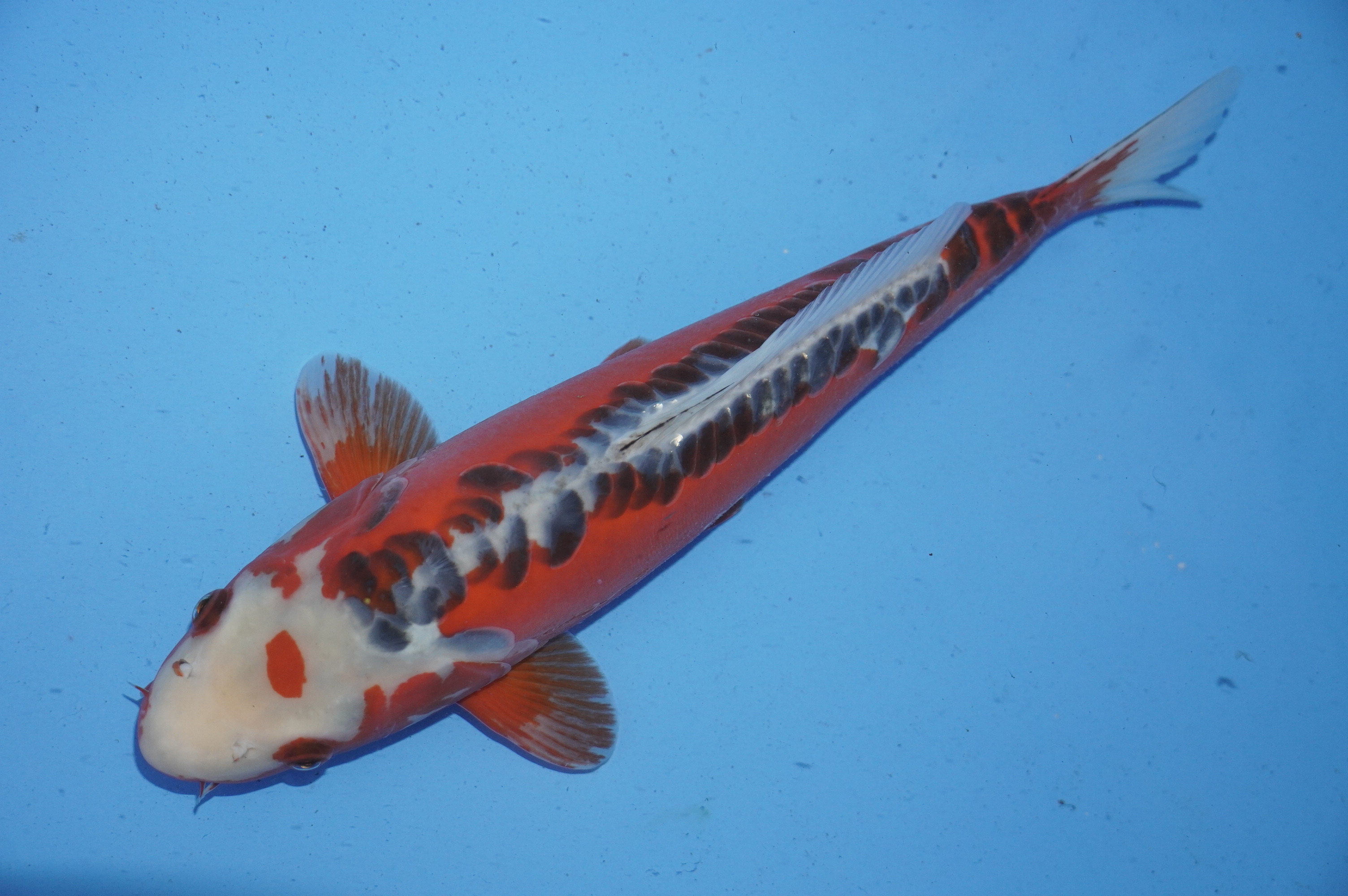 Shusui (37cm) von der Ozumi Ikarashi Koi Farm (Japan) IdentNr.: 9930