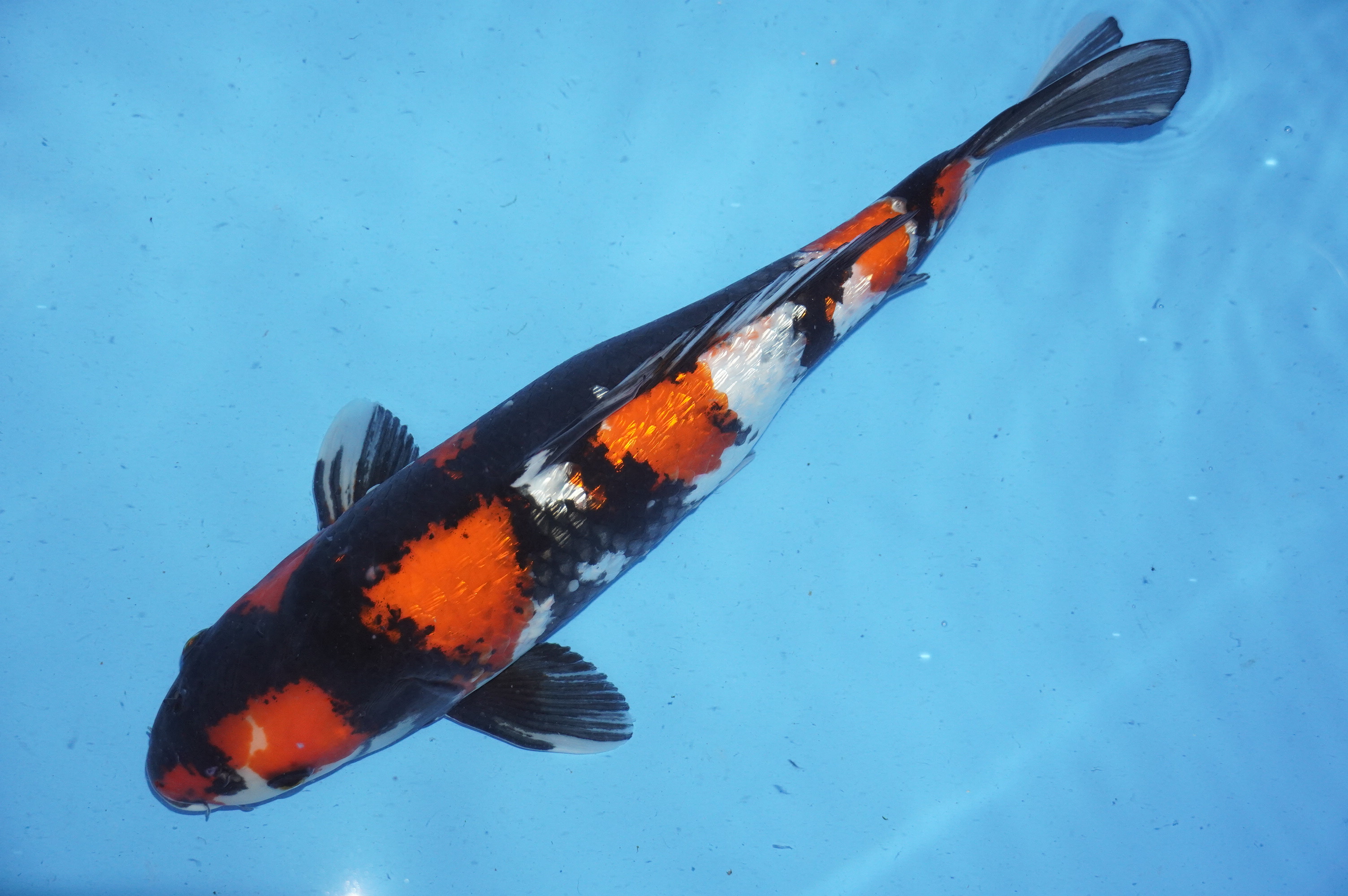 Gin Rin Showa (40cm) von der Koshiji Koi Farm (Kase) (Japan) IdentNr.: 9911
