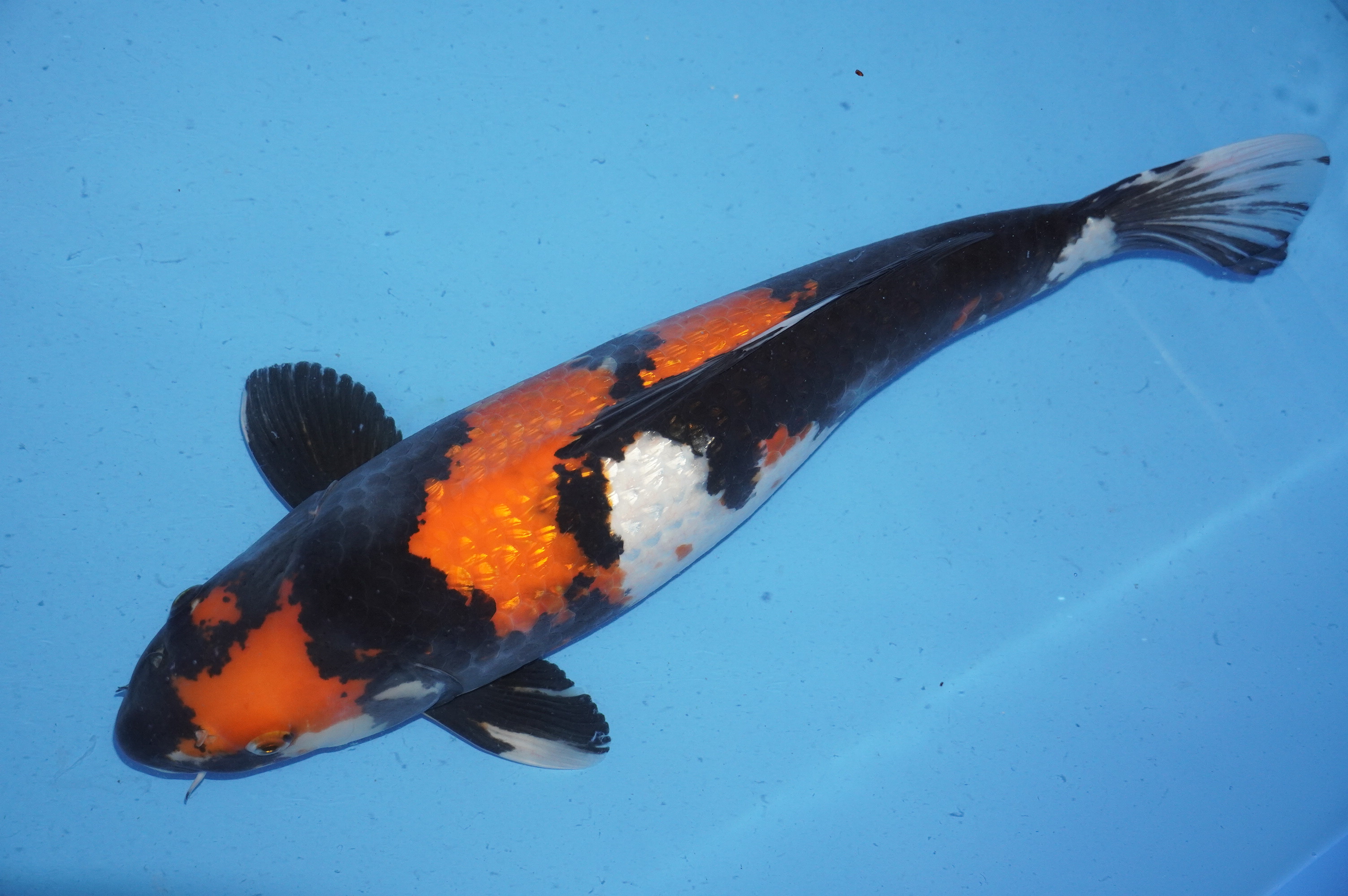 Gin Rin Showa (48cm) von der Miyako Koifarm (Japan) IdentNr.: 9884