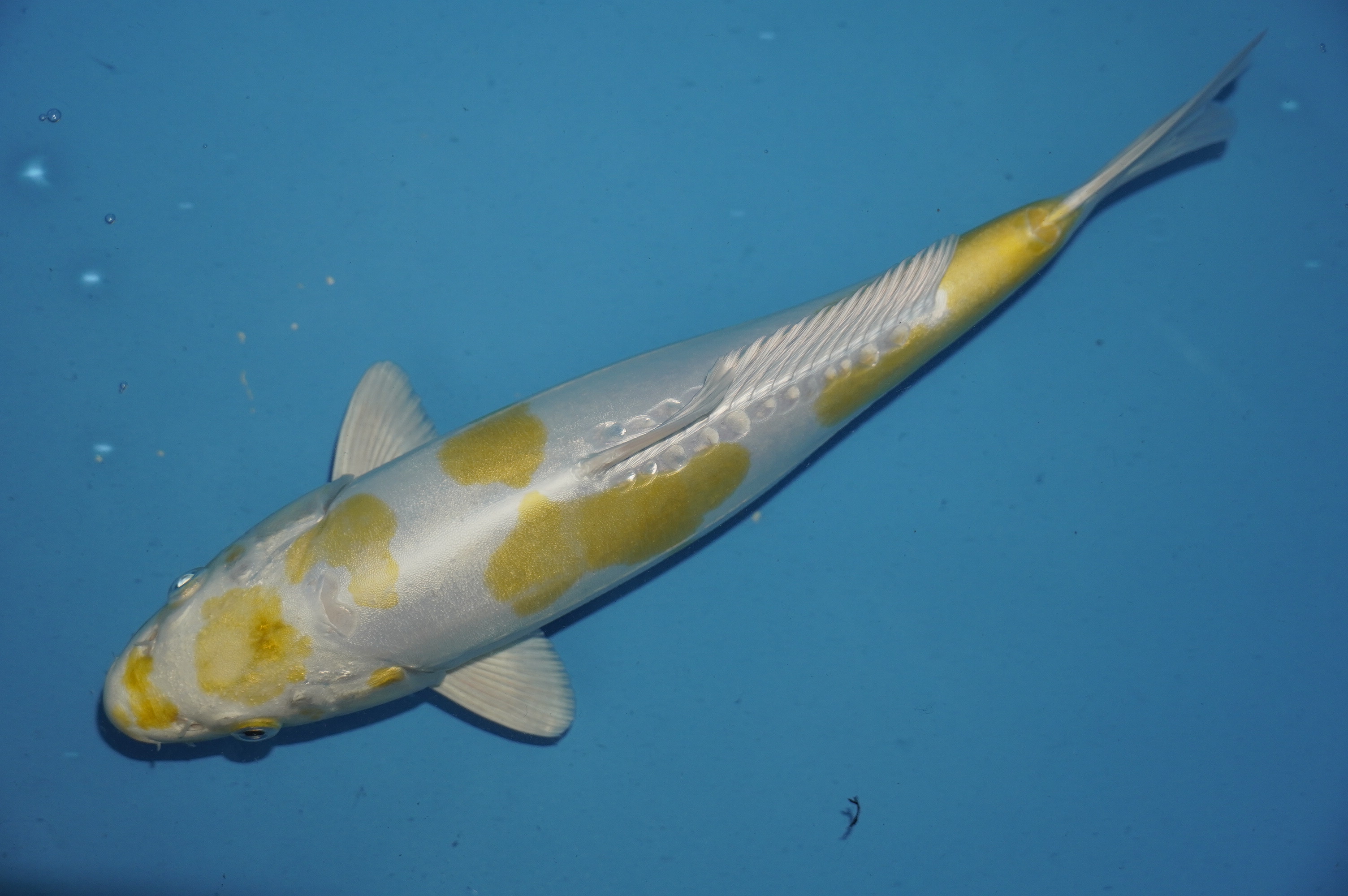 Doitsu Hariwake (30cm) von der Yamasan Koi Farm (Yamazaki) (Japan) IdentNr.: 10259