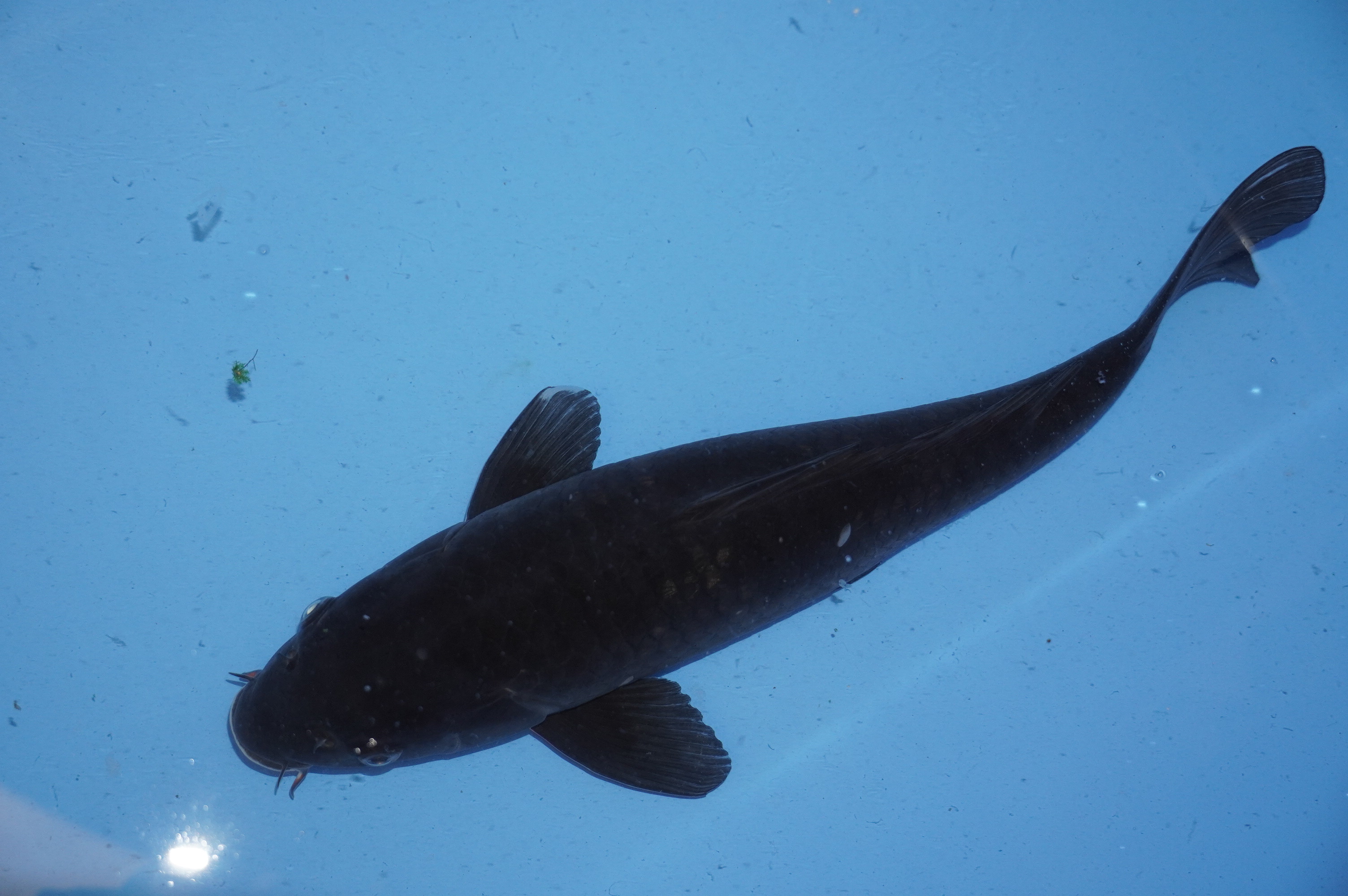 Gin Rin Kawarimono (41cm) von der Igarashi Koi Farm (Japan) IdentNr.: 9680