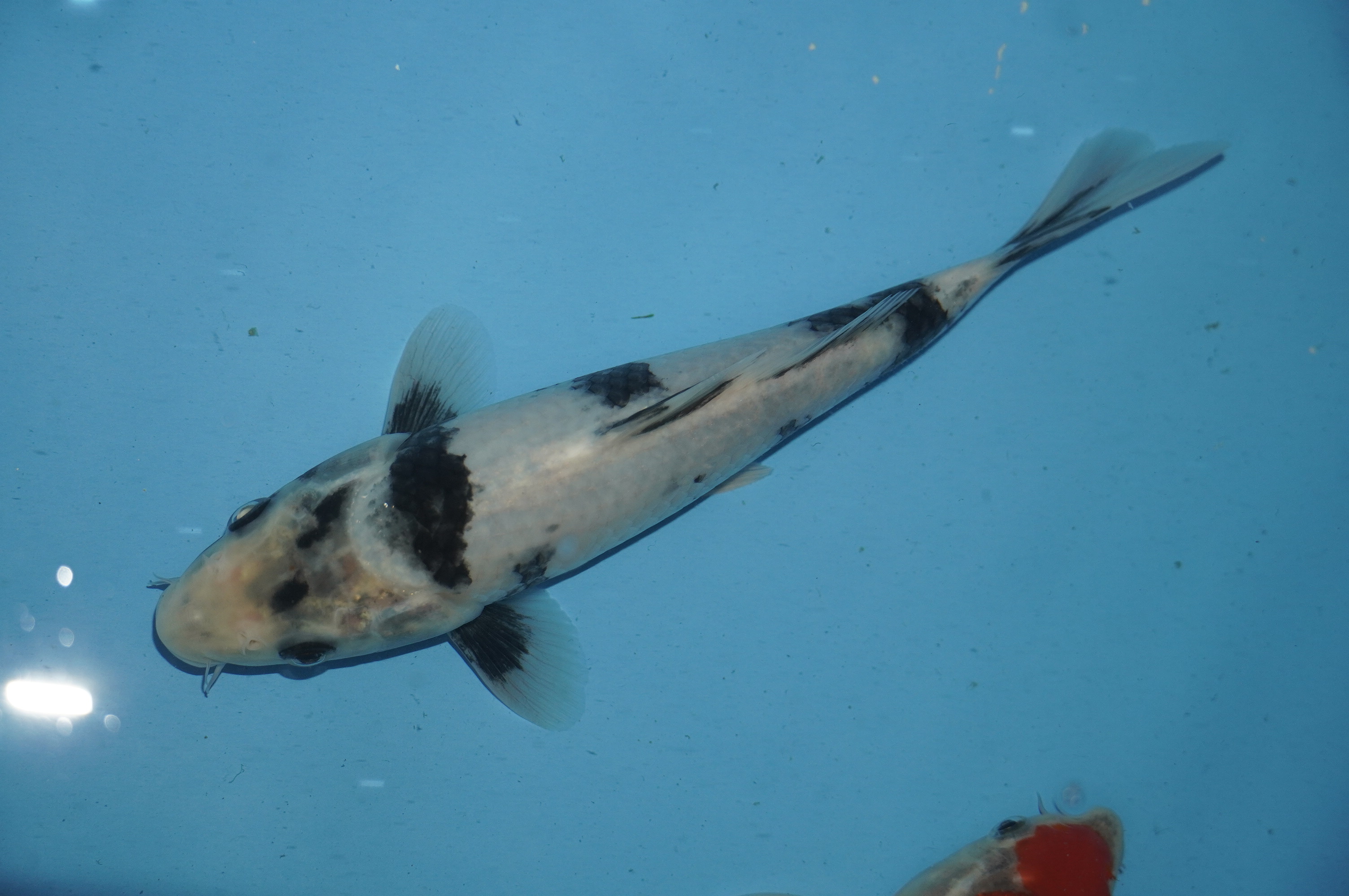 Shiro Utsuri (22cm) von der Miyako Koifarm (Japan) IdentNr.: 10096