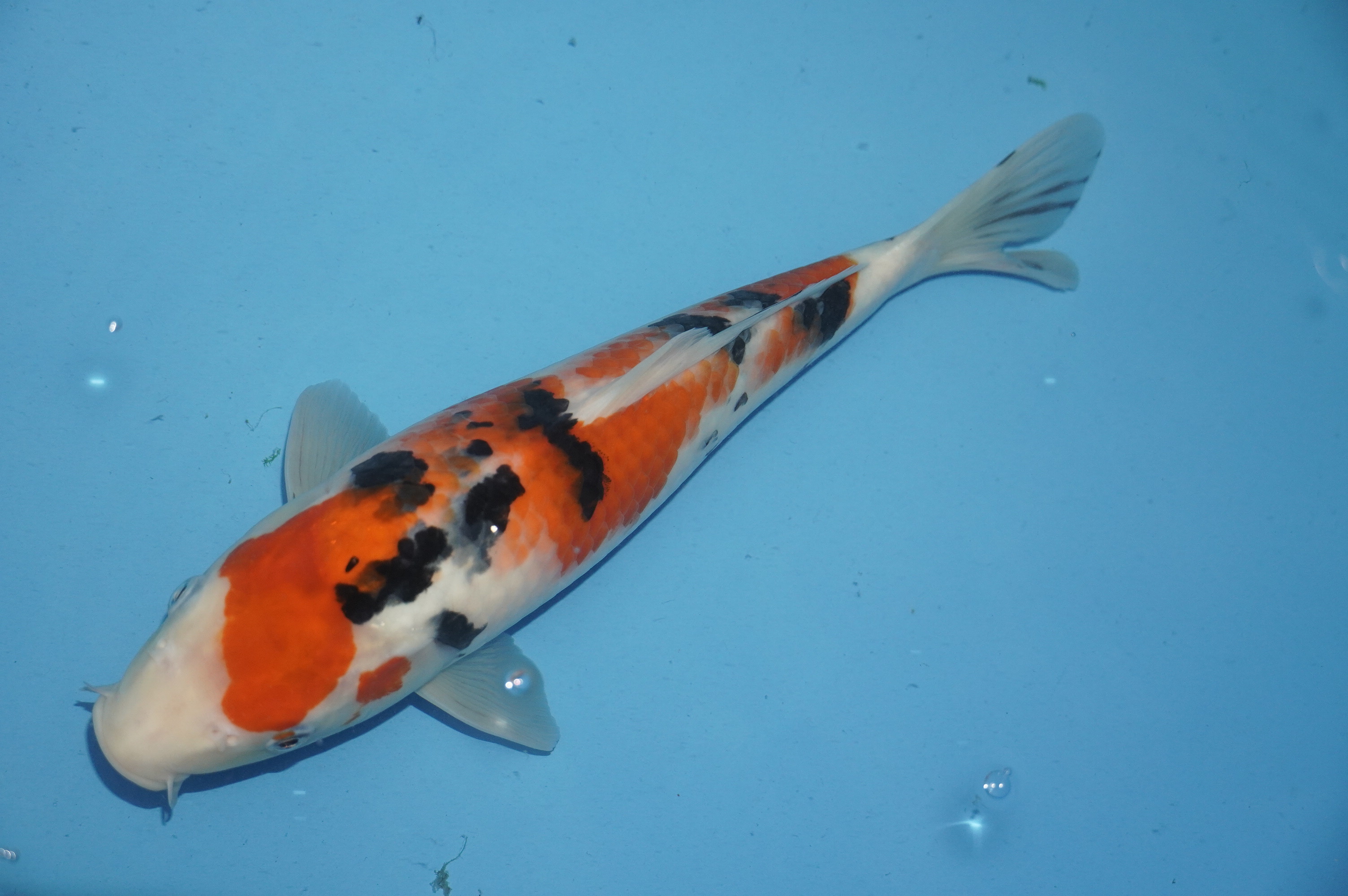 Sanke (33cm) von der Miyako Koifarm (Japan) IdentNr.: 10237