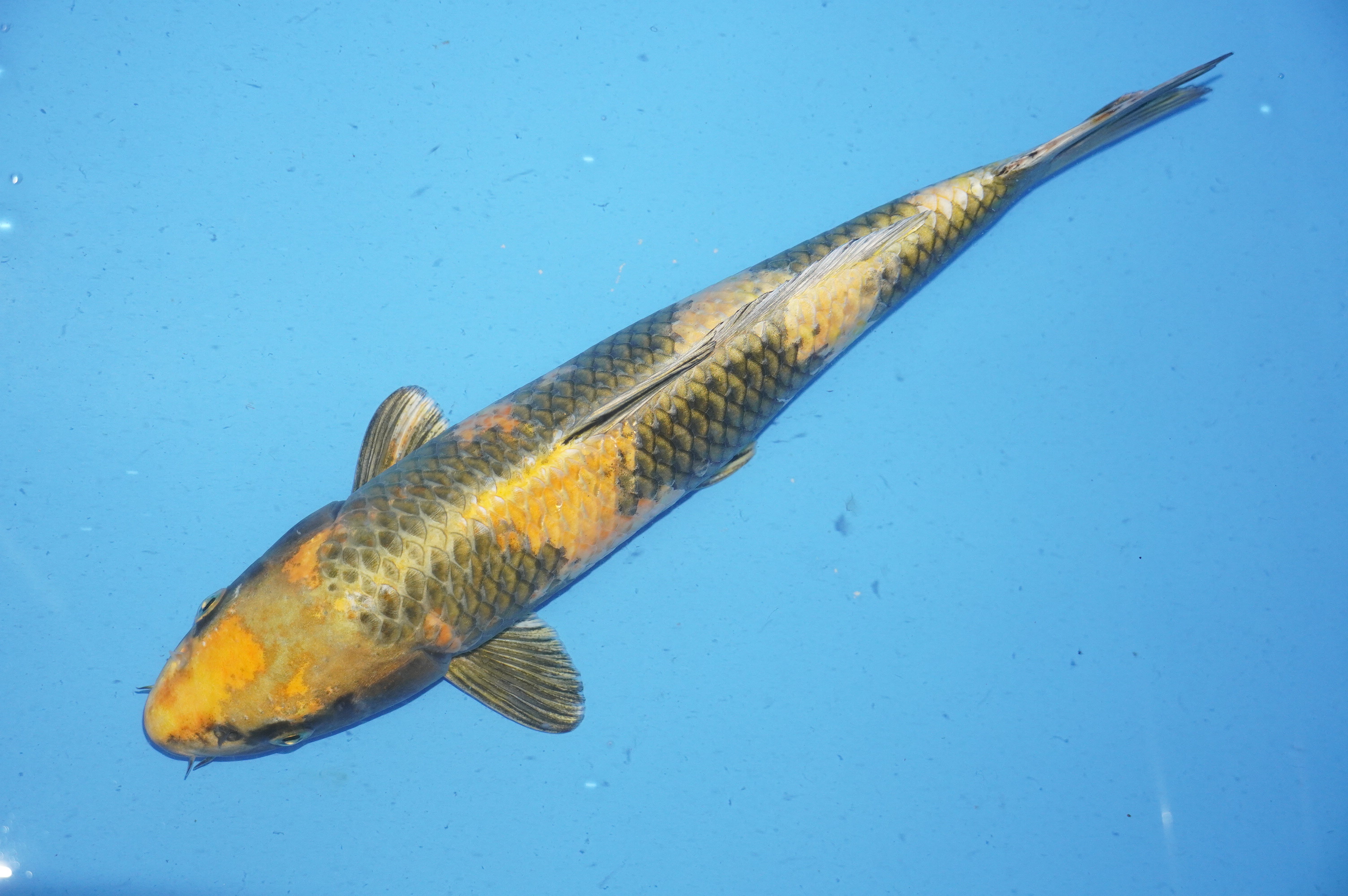 Kin Ki Utsuri (40cm) von der Marusaka Koi Farm (Japan) IdentNr.: 10038