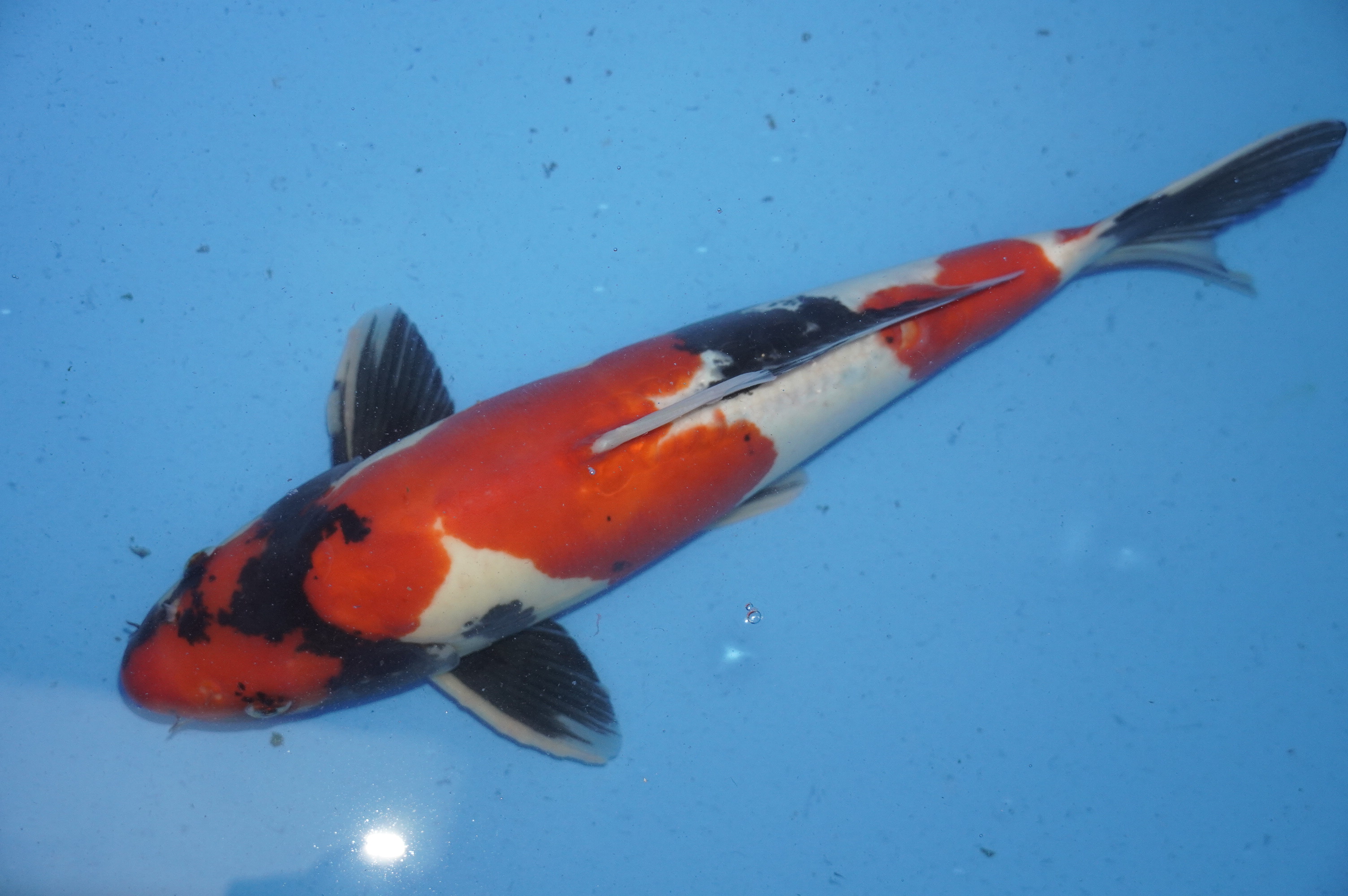 Doitsu Showa (41cm) von der Maruhide Koi Farm (Japan) IdentNr.: 9915