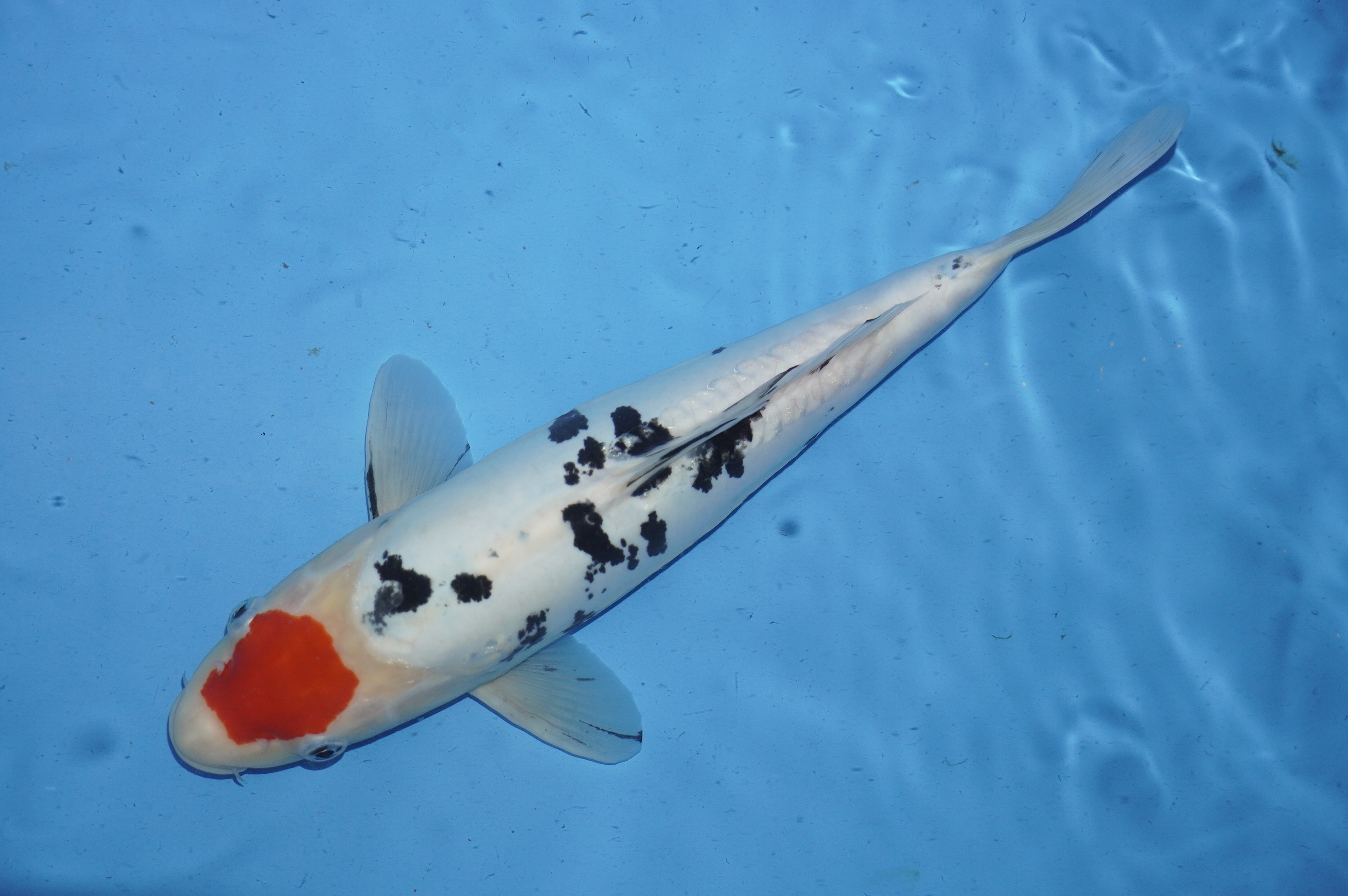 Doitsu Tancho Sanke (38cm) von der Koshiji Koi Farm (Kase) (Japan) IdentNr.: 9907