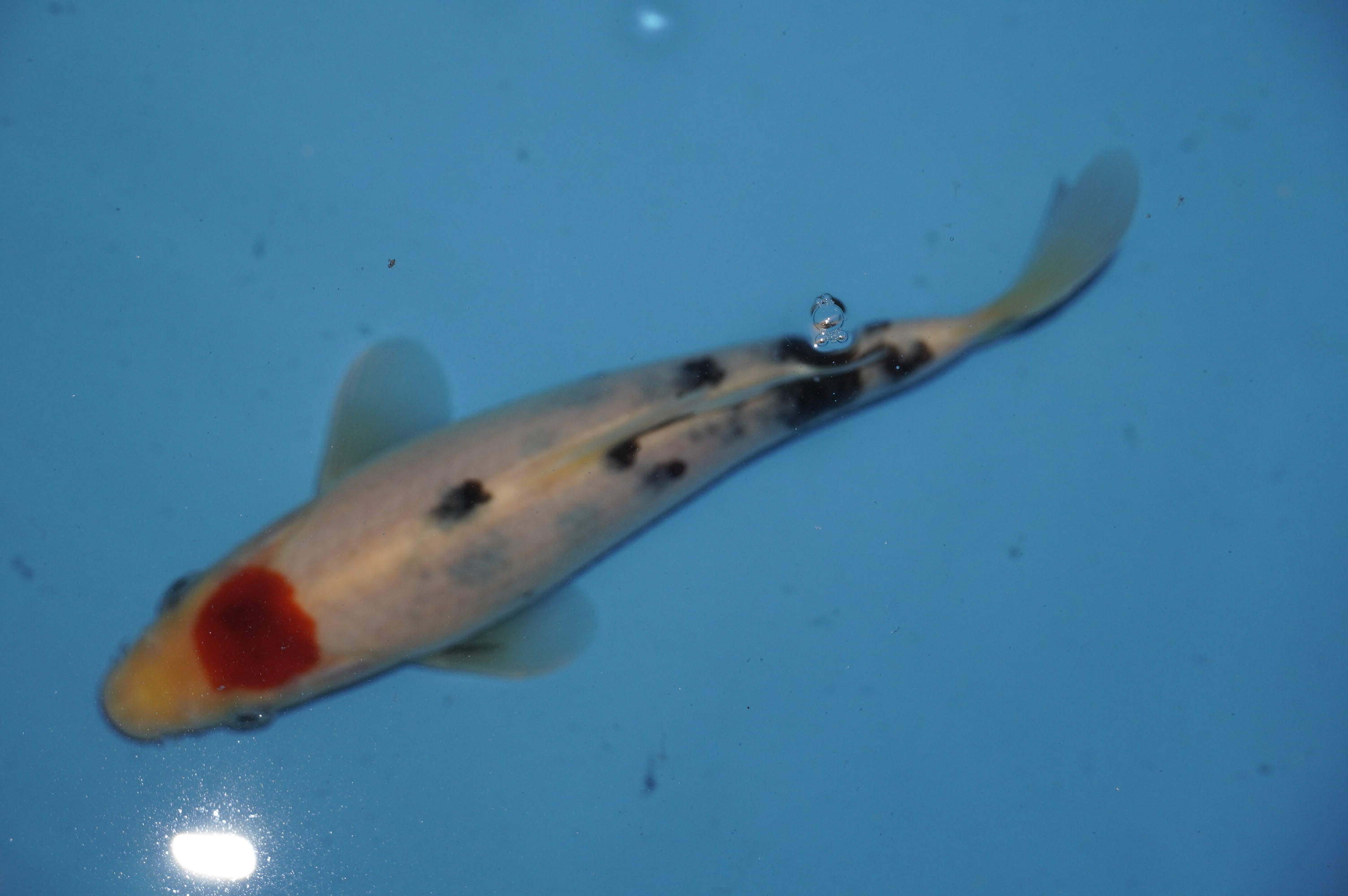 Tancho Sanke (20cm) von der Yoshino Koi Farm (Japan) IdentNr.: 10052