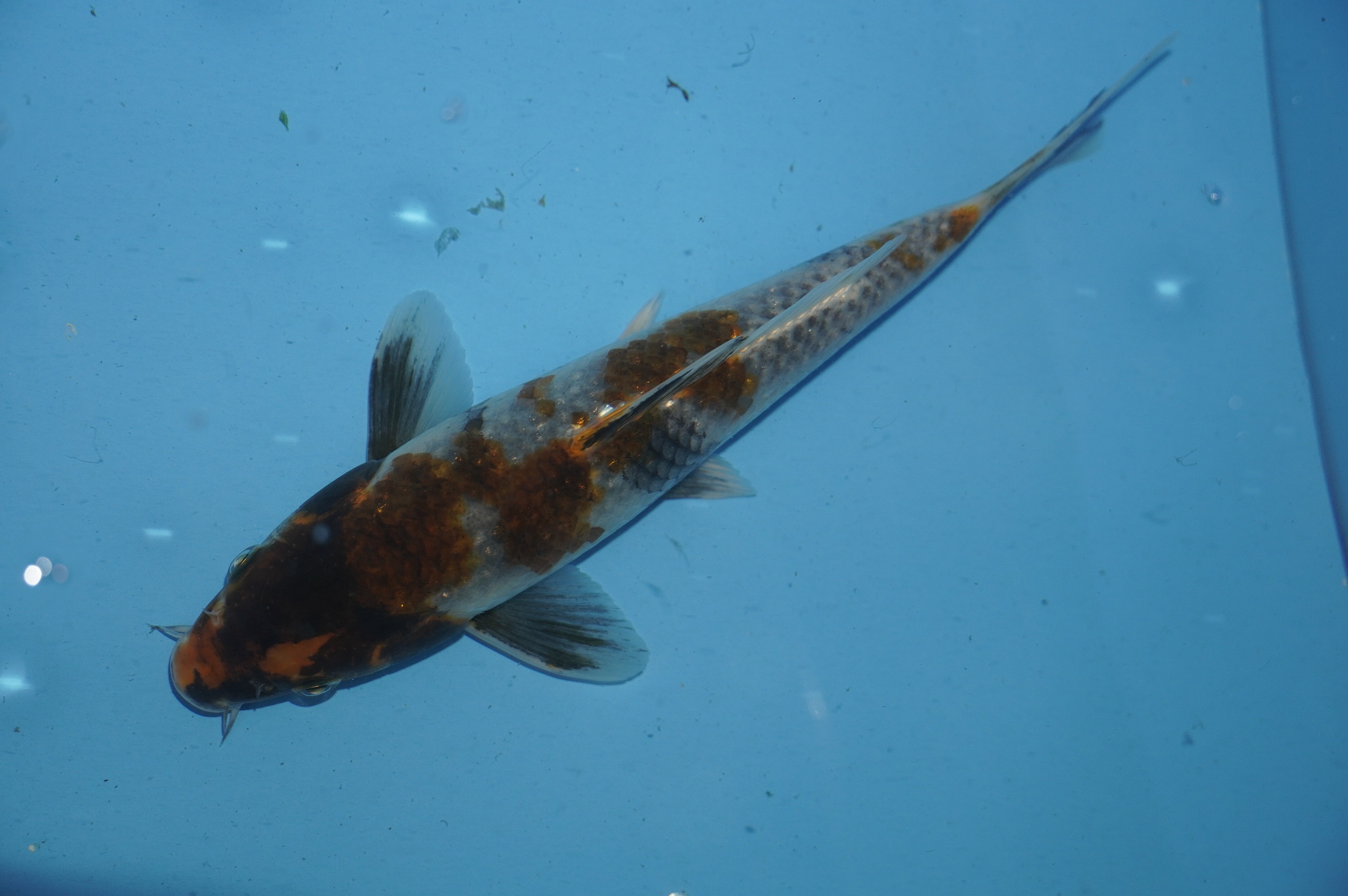 Kawarimono (22cm) von der Miyako Koifarm (Japan) IdentNr.: 10097