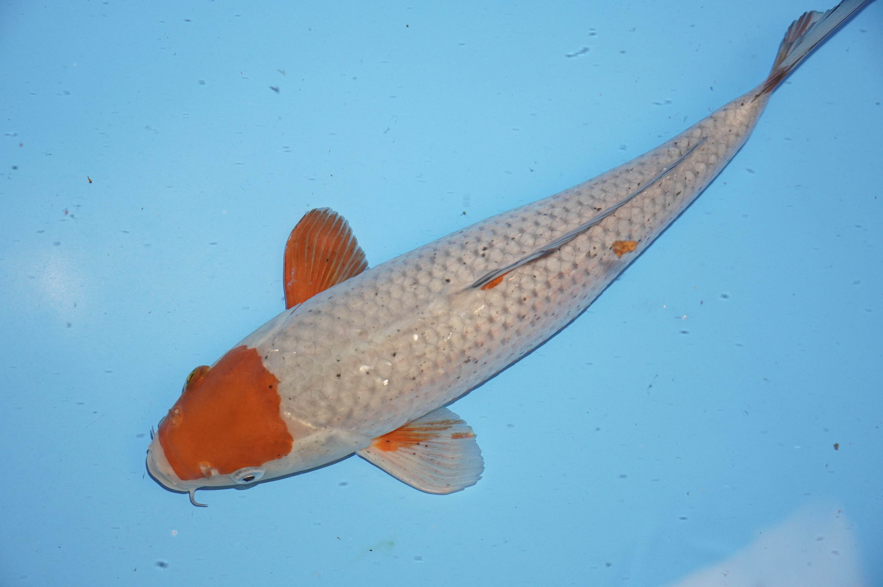 Tancho Ochiba (40cm) von der Kanezo Koi Farm (Japan) IdentNr.: 9360