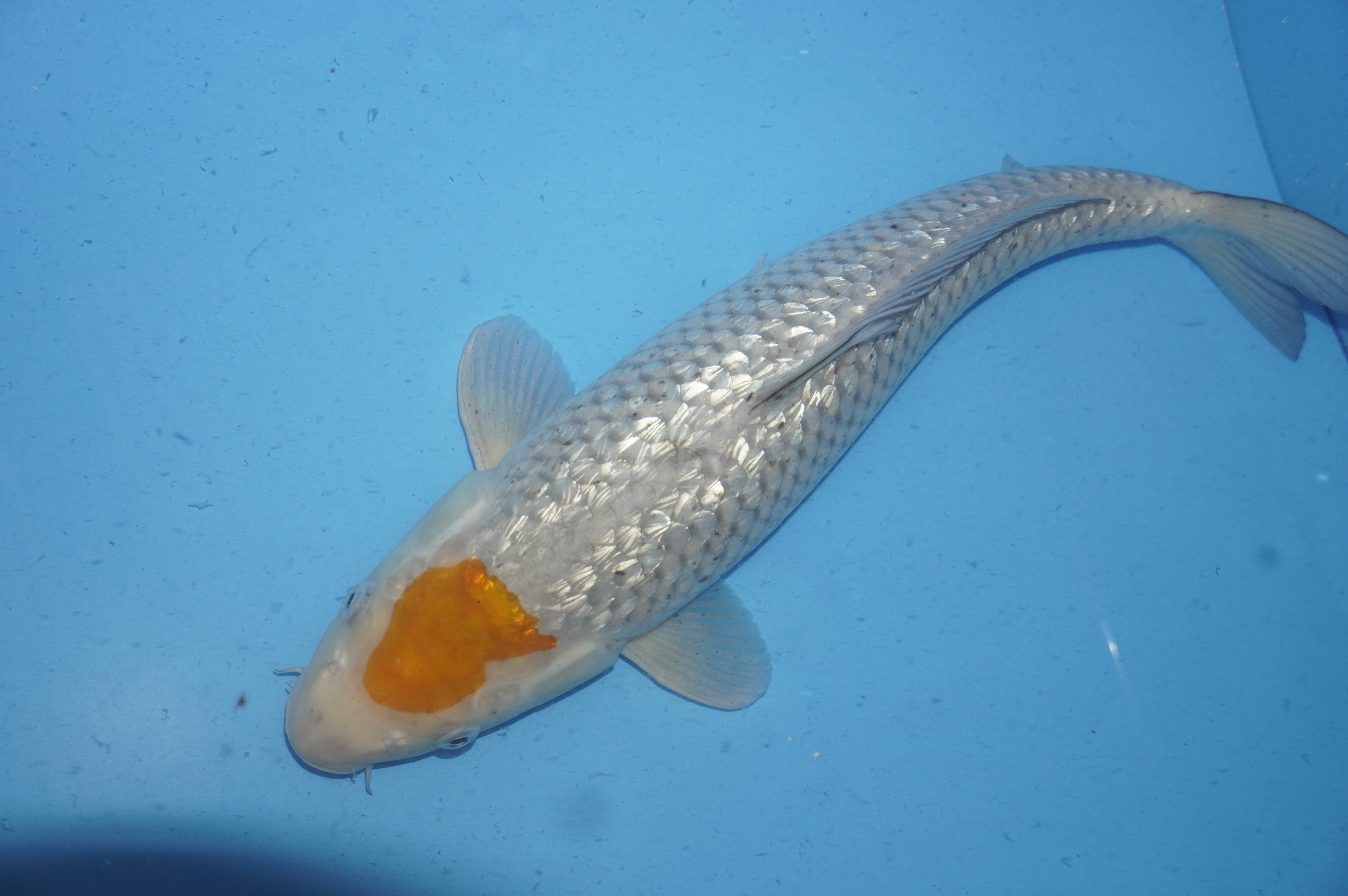 Gin Rin Tancho Ochiba (45cm) von der Oofuchi Koi Farm (Japan) IdentNr.: 8989