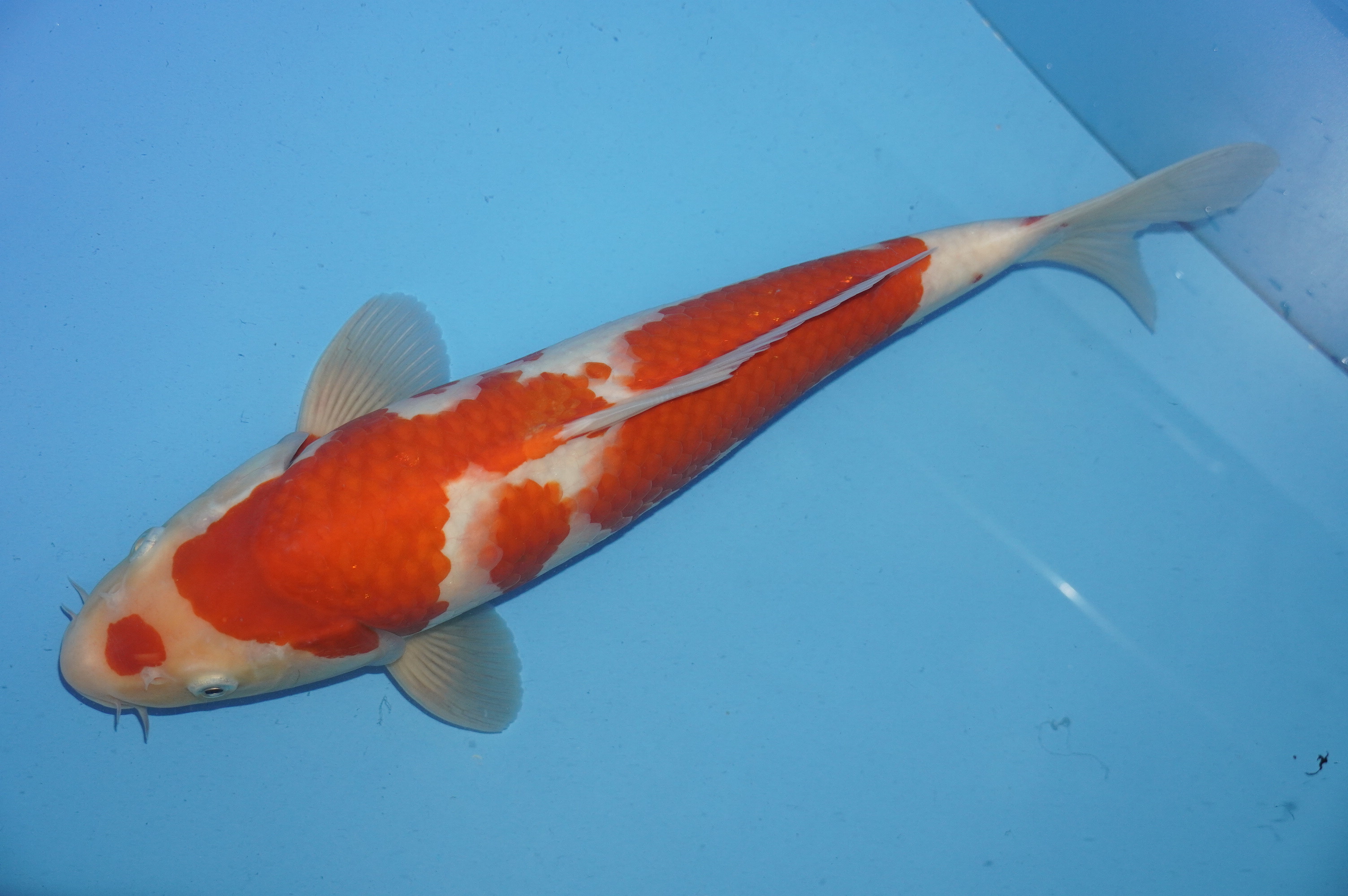 Kohaku (34cm) von der Miyako Koifarm (Japan) IdentNr.: 10224