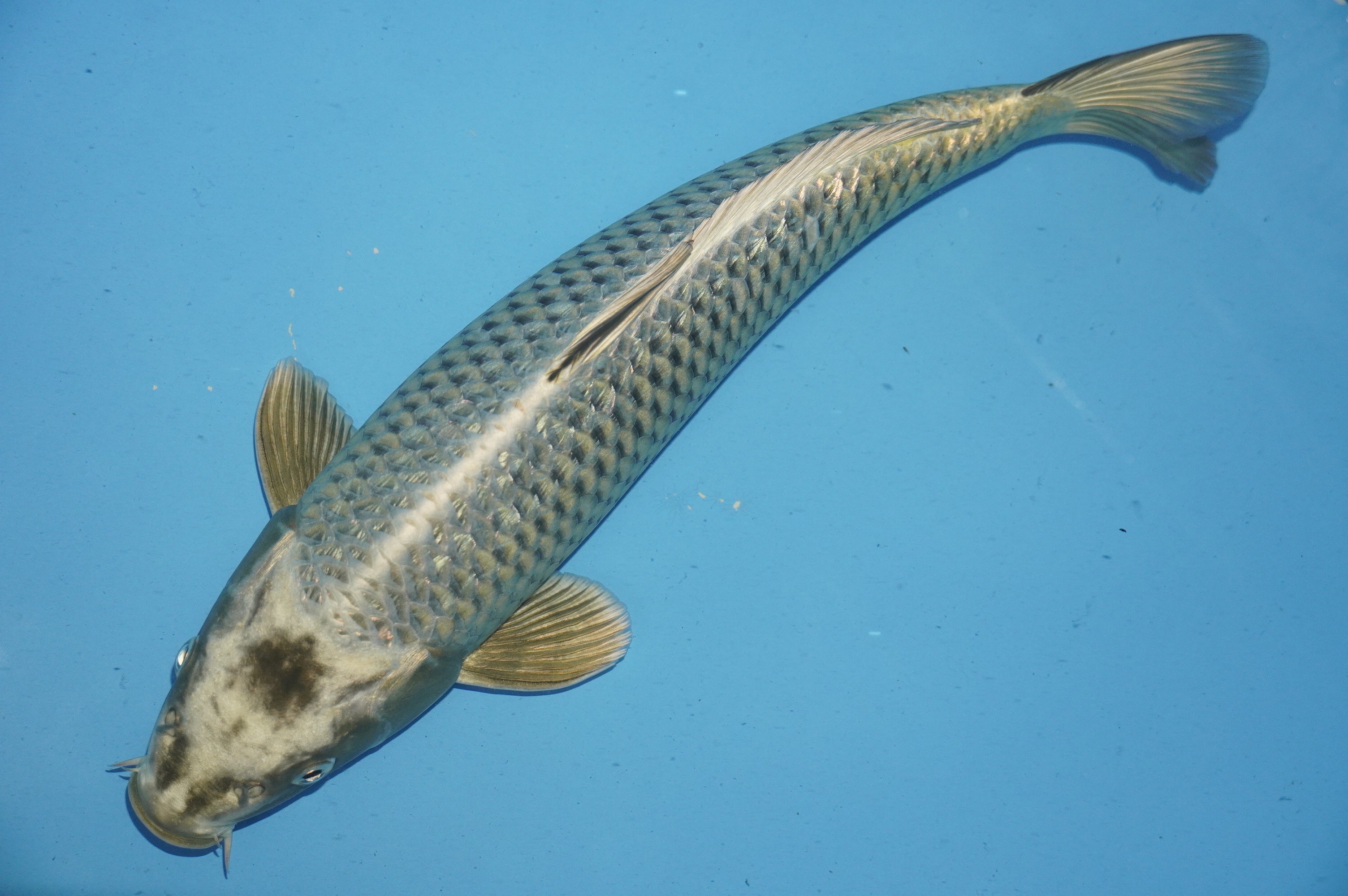 Gin Rin Ginga (37cm) von der Yamasan Koi Farm (Yamazaki) (Japan) IdentNr.: 10244