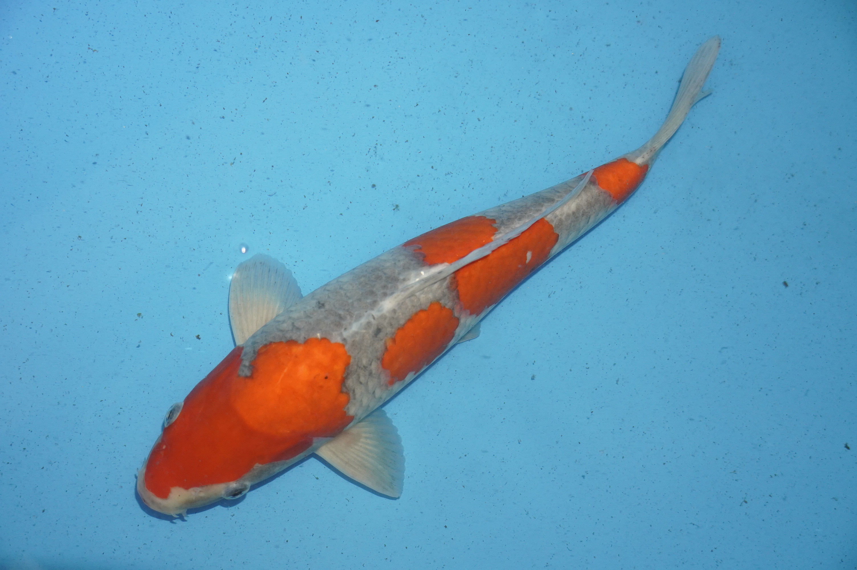 Goshiki (35cm) von der Tanaka Takatasu Koifarm (Japan) IdentNr.: 10116