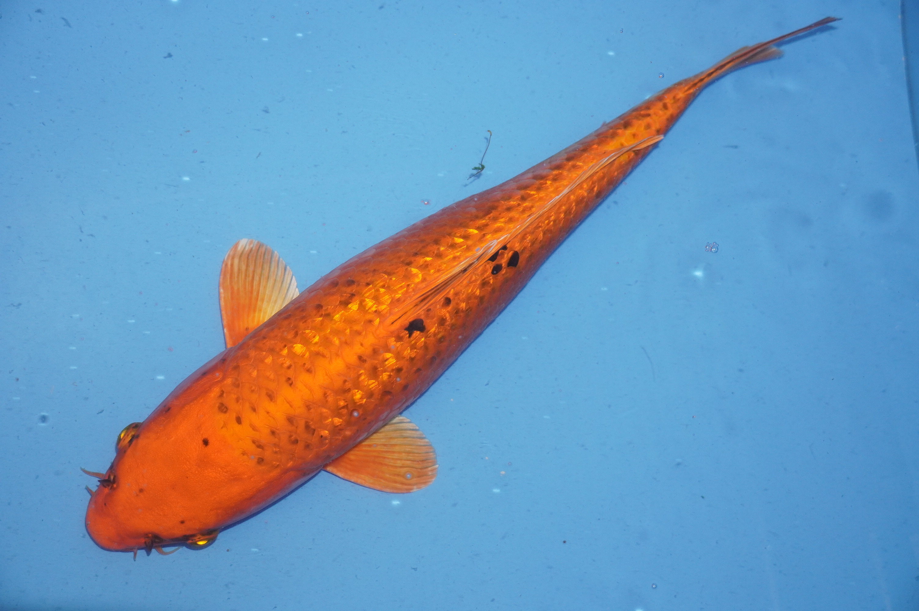 Gin Rin Kin Matsuba (44cm) von der Oofuchi Koi Farm (Japan) IdentNr.: 9496