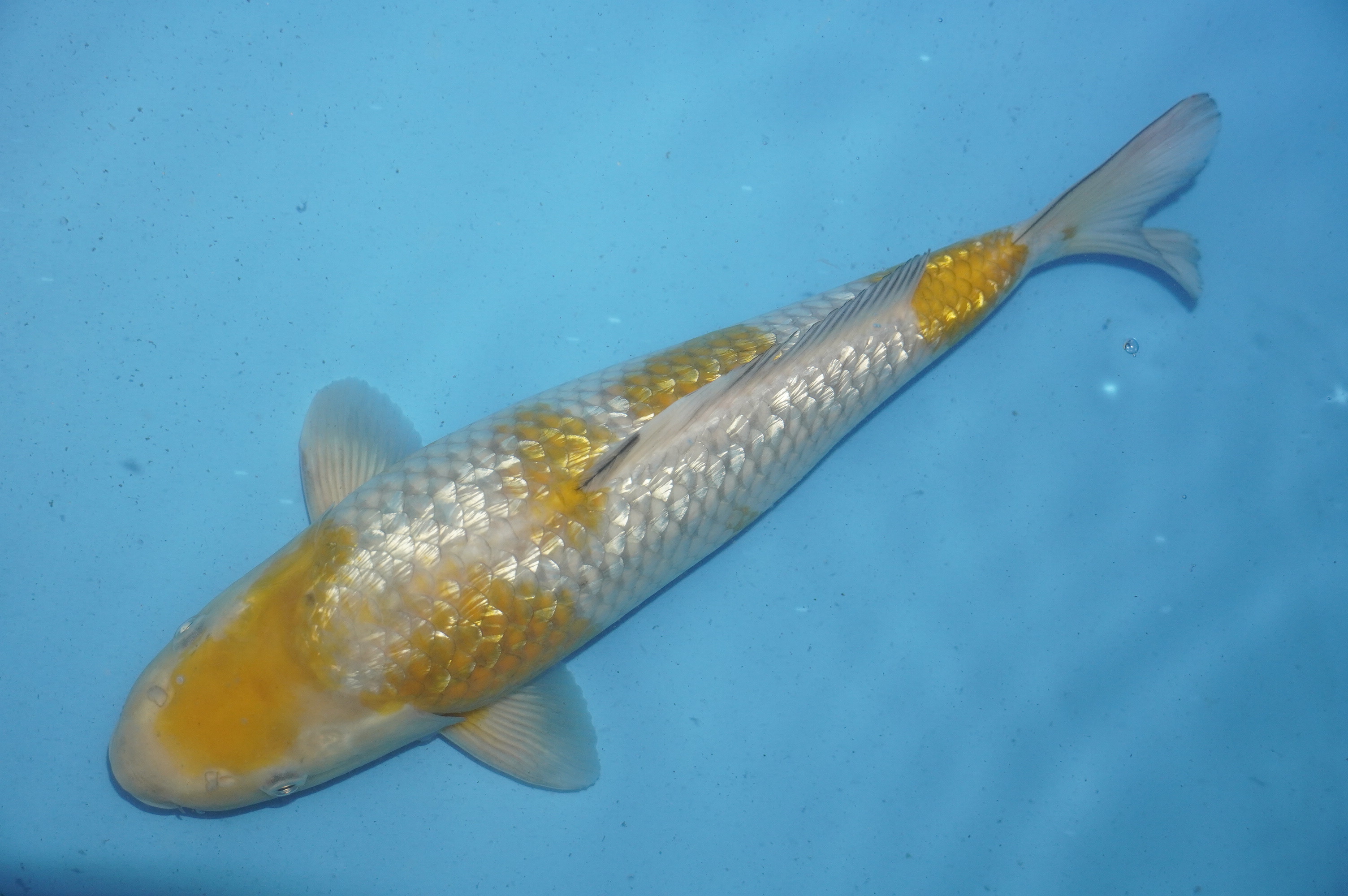 Gin Rin Ochiba Shigure (36cm) von der Tanaka Takatasu Koifarm (Japan) IdentNr.: 10123