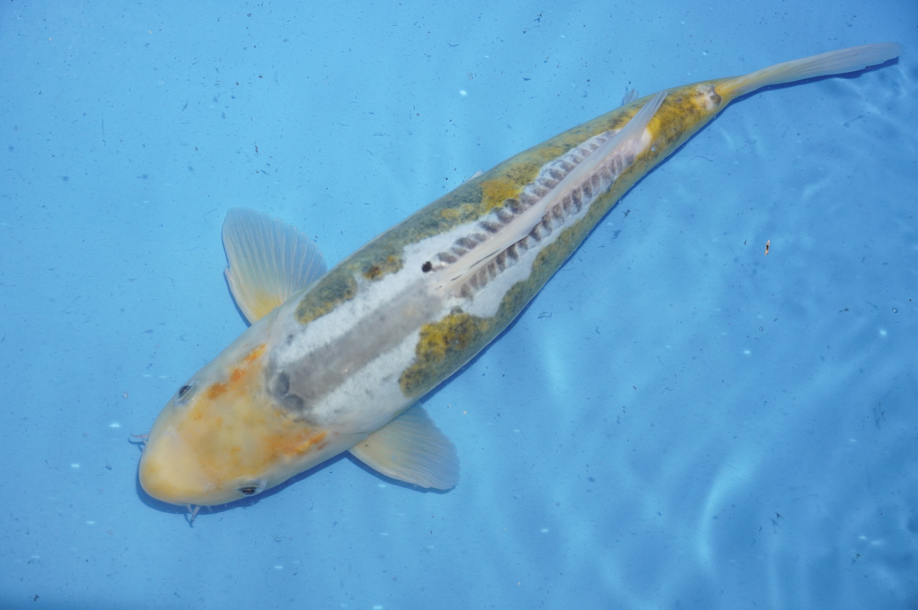 Ayawakaba (38cm) von der Marusaka Koi Farm (Japan) IdentNr.: 10027