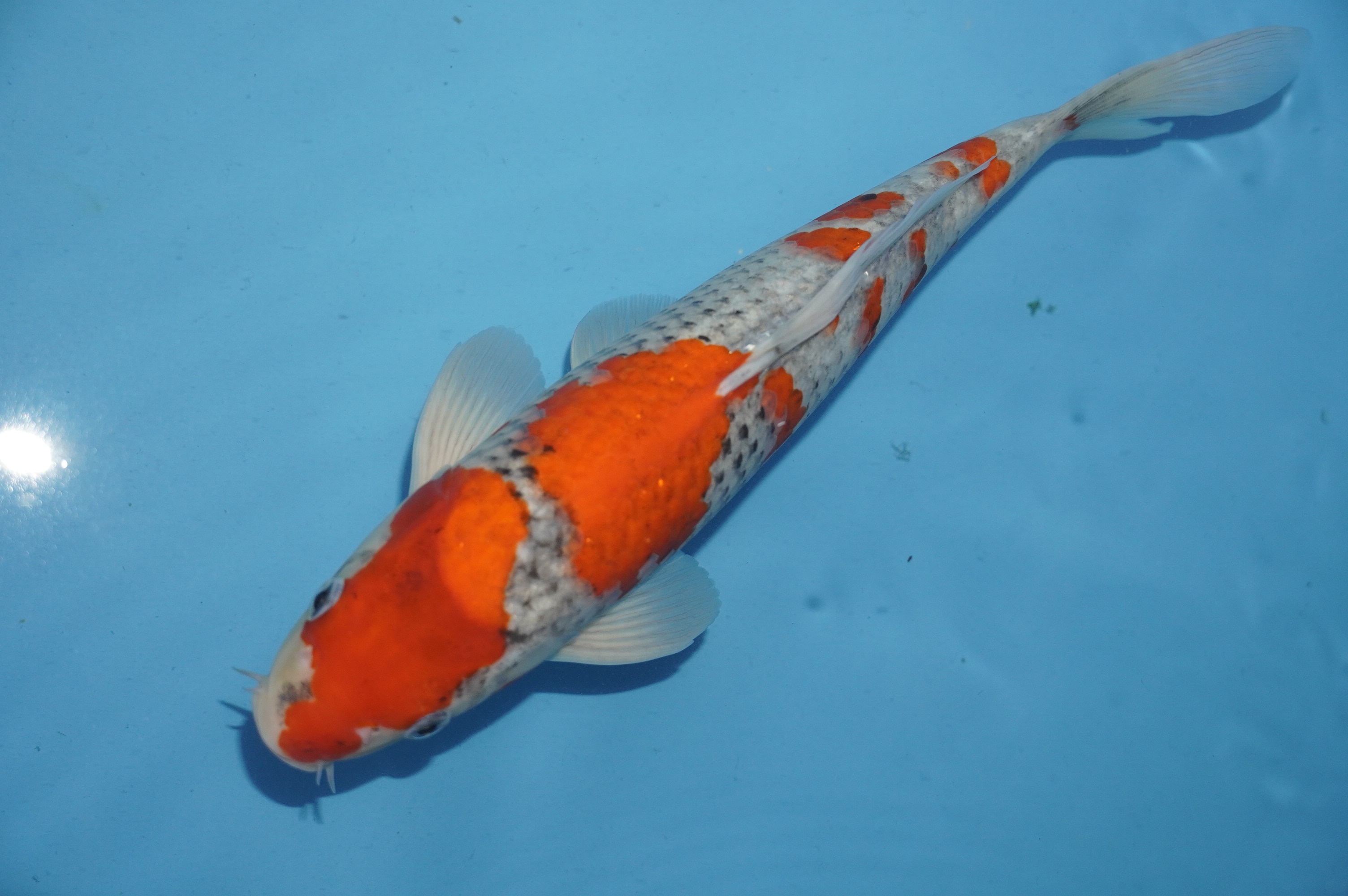 Goshiki (32cm) von der Miyako Koifarm (Japan) IdentNr.: 10230