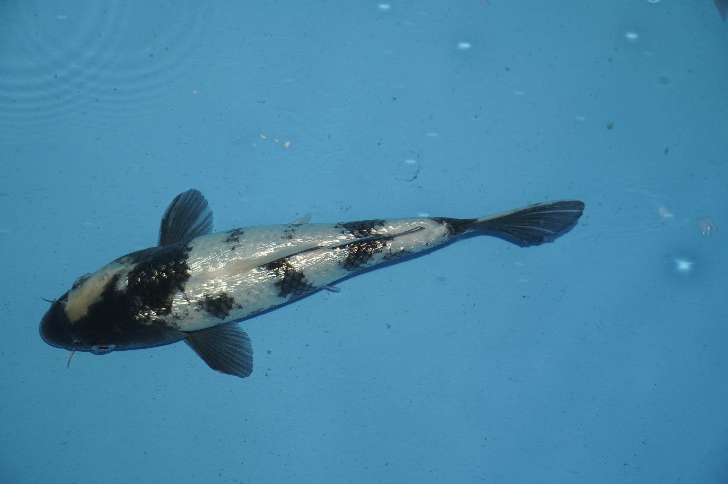 Gin Rin Shiro Utsuri (21cm) von der Miyako Koifarm (Japan) IdentNr.: 10089