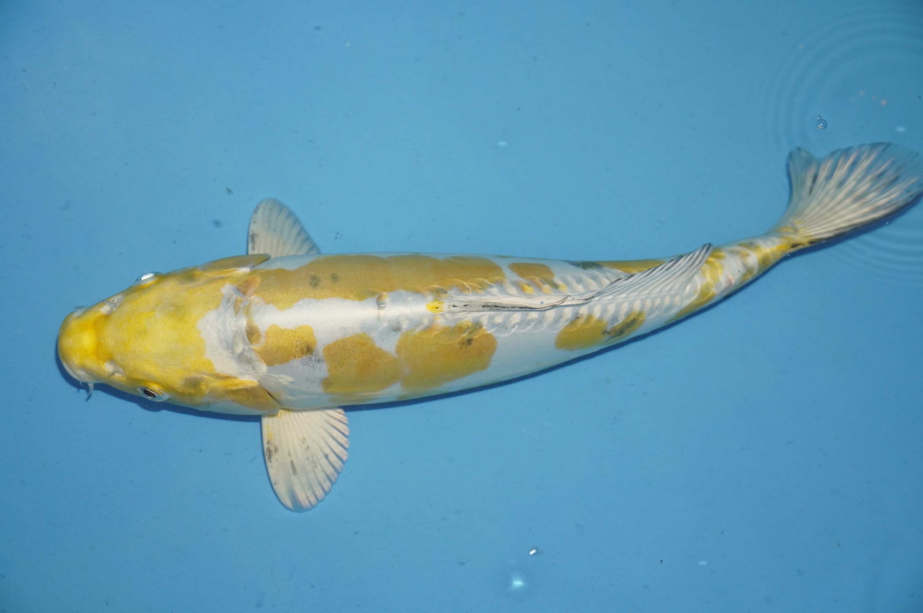 Doitsu Kawarimono (34cm) von der Yamasan Koi Farm (Yamazaki) (Japan) IdentNr.: 10260