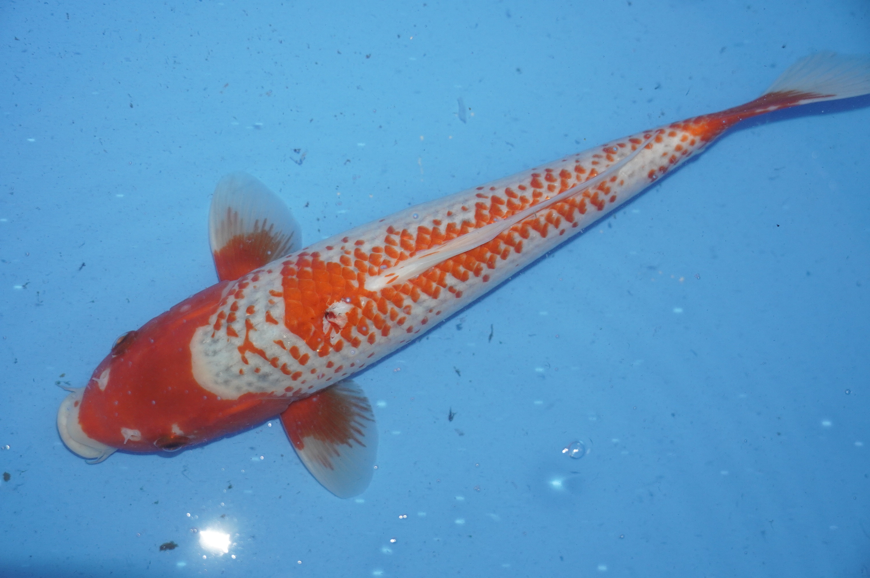 Kanoko Asagi (37cm) von der Yamajyu Koi Farm (Japan) IdentNr.: 10013
